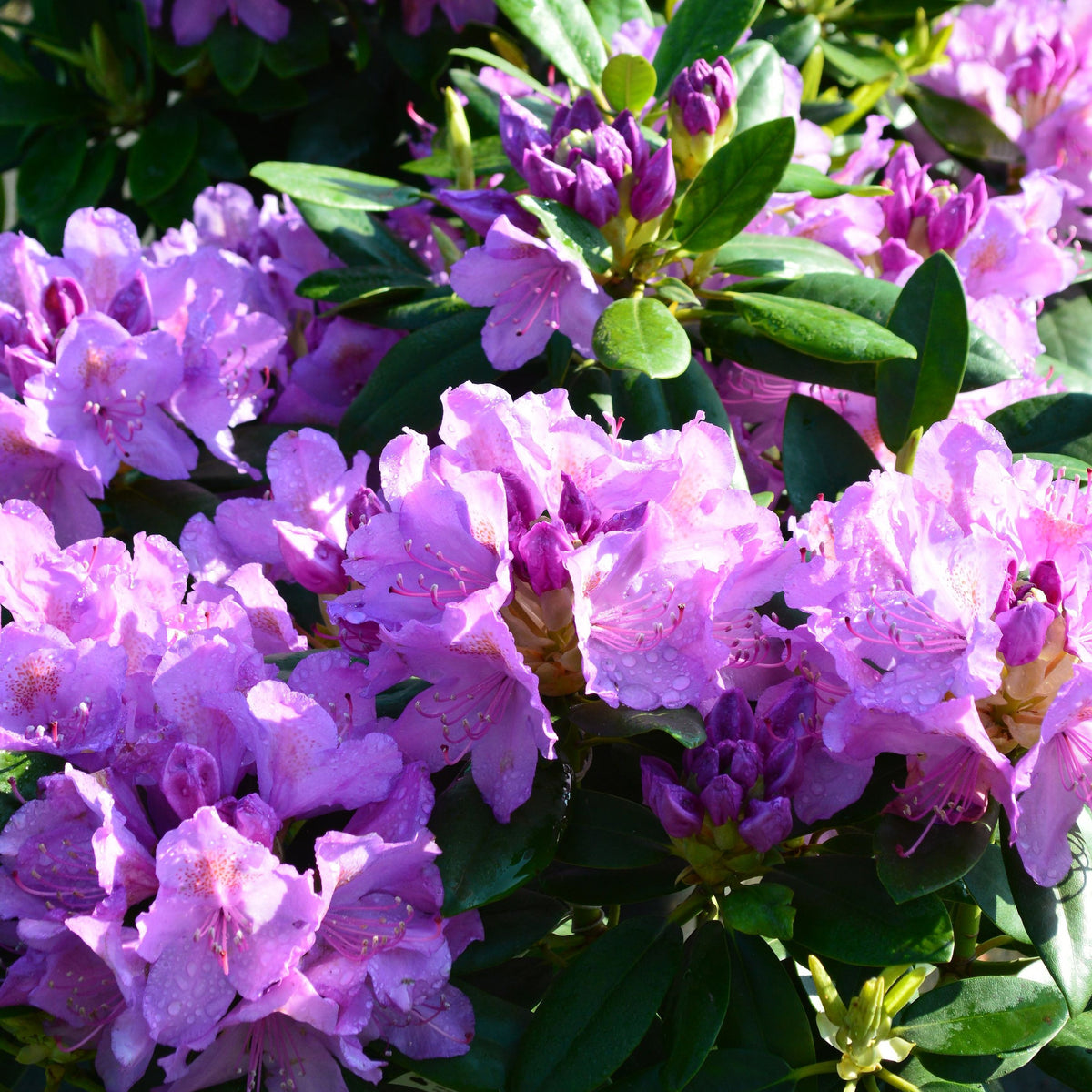 Rhododendron &#39;Catawbiense Grandiflorum&#39; 3L dazzles with clusters of vibrant purple blooms and lush dark green leaves, thriving in acidic soil, making it a stunning evergreen shrub for your garden.