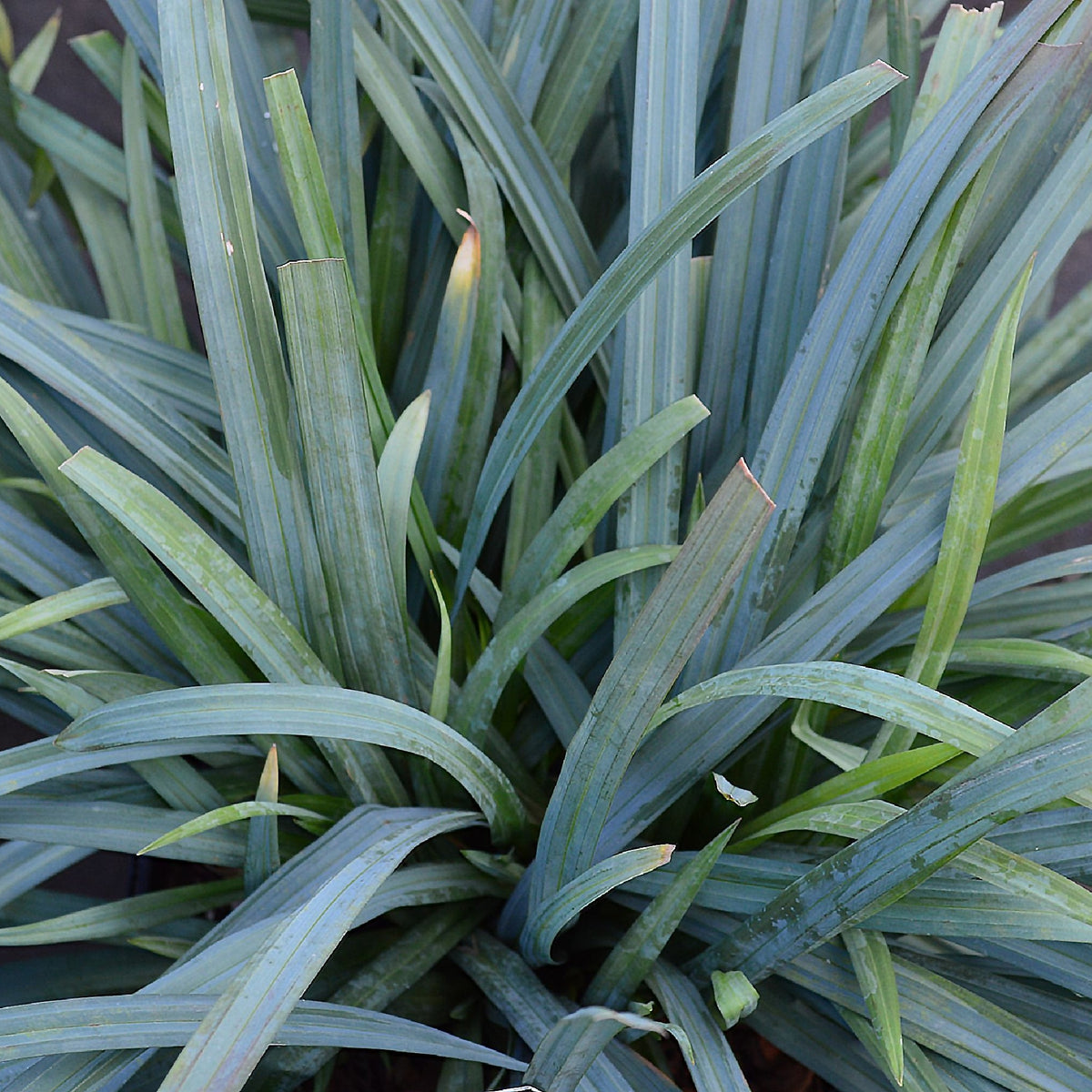 Carex &#39;Bunny Blue&#39; 2L