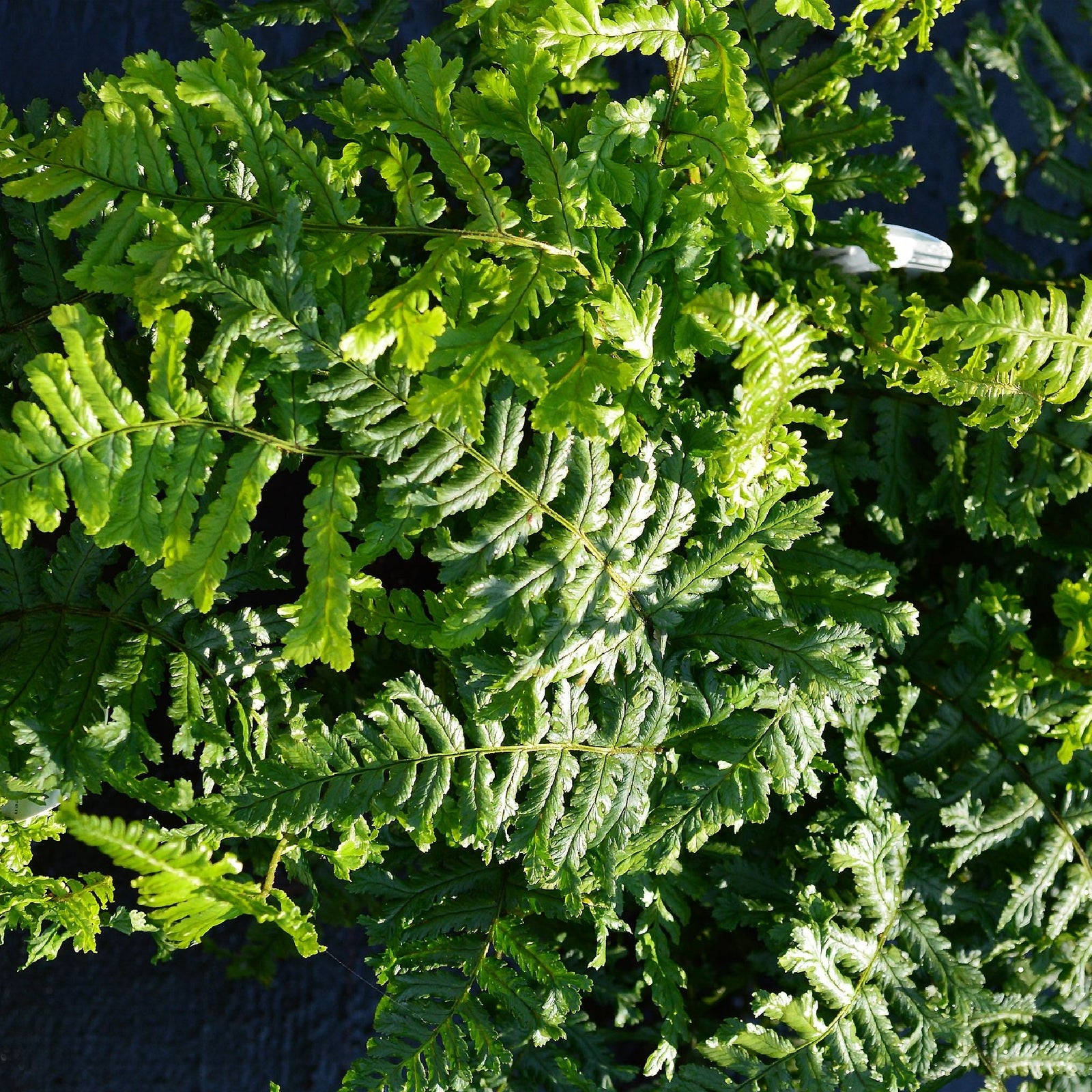 Close-up of Dryopteris ‘The King’ in a 9cm pot, showing its hardy, curled, textured leaves and strong central stem—ideal for shady woodland gardens and lush foliage displays.