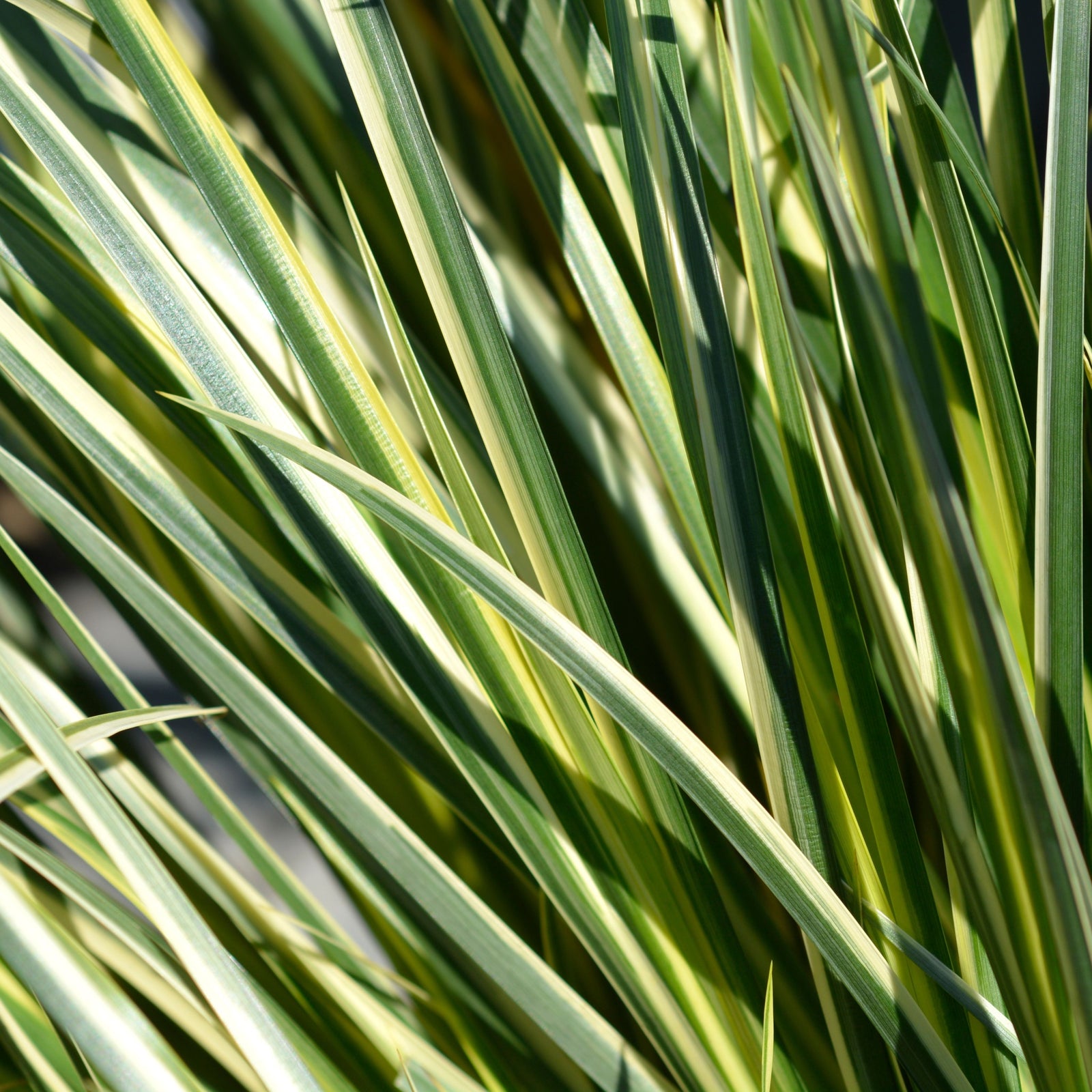 Close-up of Acorus gramineus 'Argenteostriatus' 1.8L shows long, narrow green leaves with yellow edges, overlapping and radiating outward to form dense, textured variegated foliage.