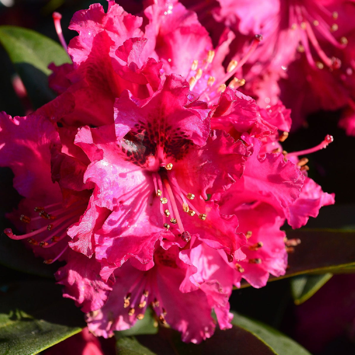 The Rhododendron &#39;Marie Fortie&#39; 5L displays vibrant pink ruffled blooms and deep green evergreen foliage, beautifully illuminated by sunlight.