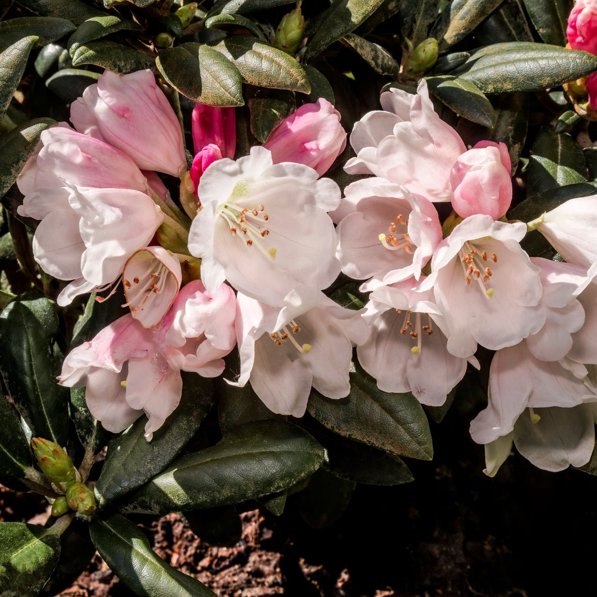 Rhododendron yakushimanum &#39;Dreamland&#39; 3L features marshmallow pink and white blooms as an evergreen shrub, set against glossy dark green leaves, with sunlight accentuating its delicate petals.