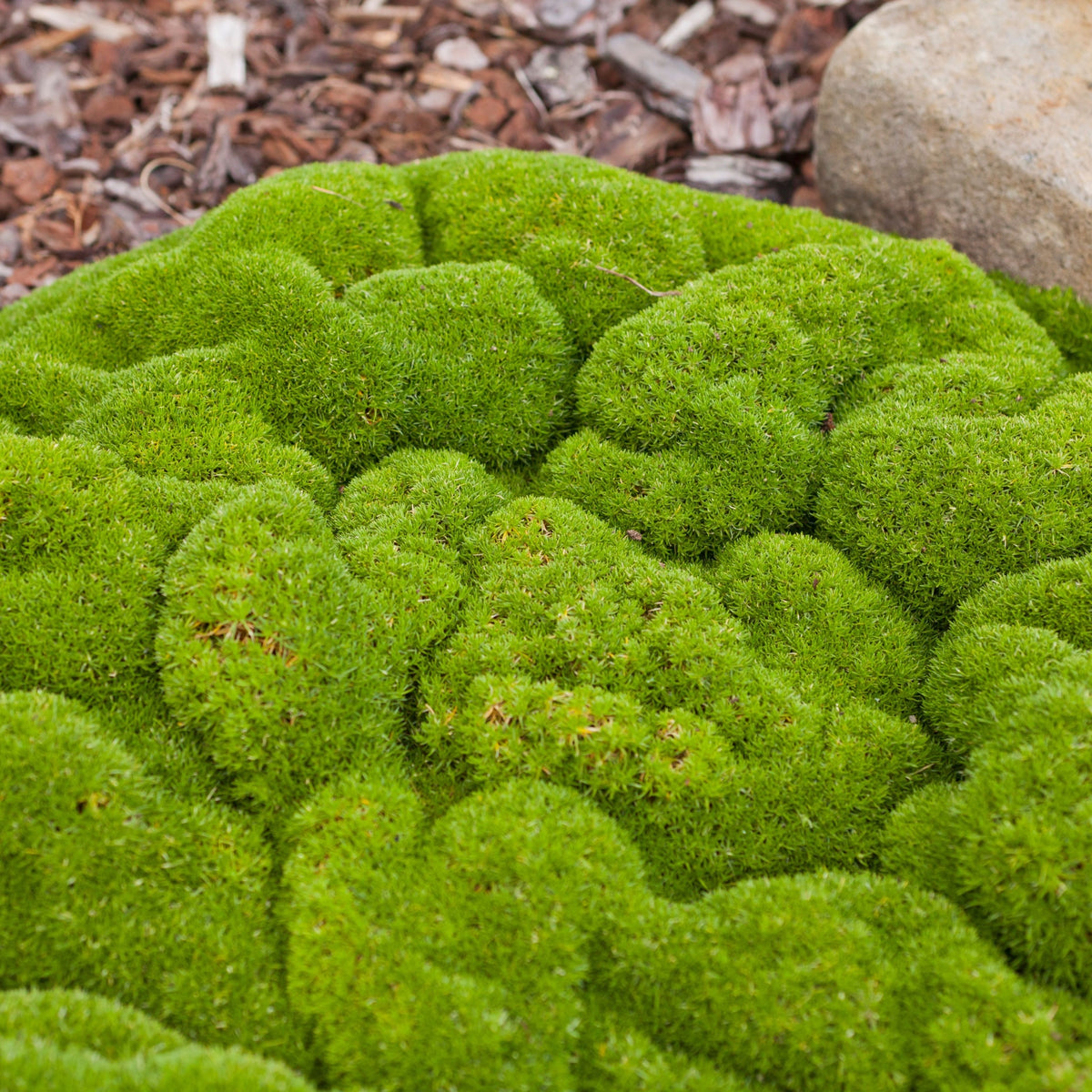 A close-up of Scleranthus uniflorus in a 10cm growers pot, showing its lush, cushion-like green foliage ideal as drought-tolerant ground cover, with brown mulch and a large rock in the background.