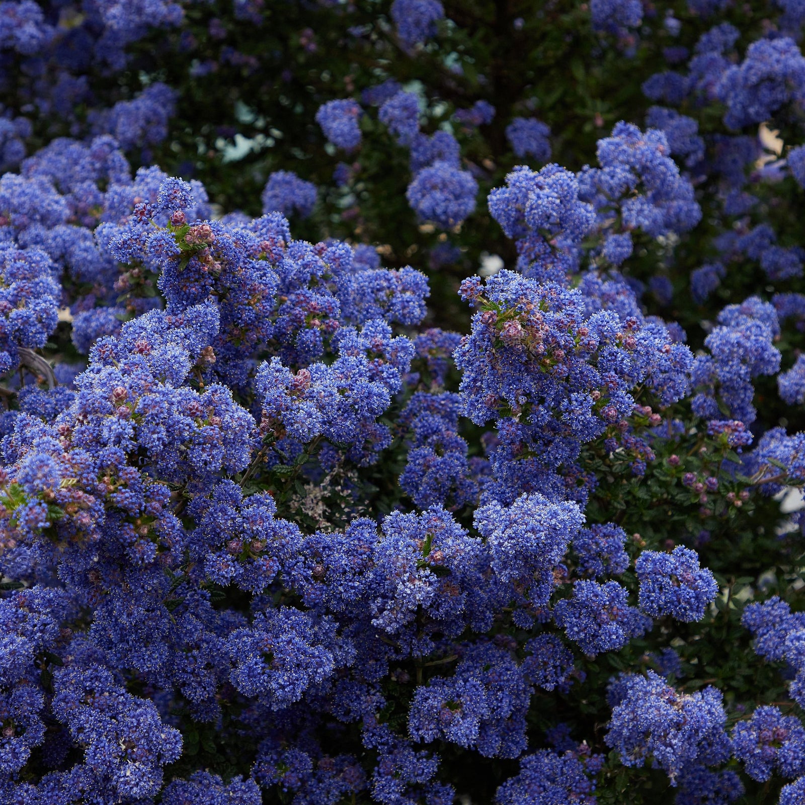 Ceanothus 'Blue Mound' 2L