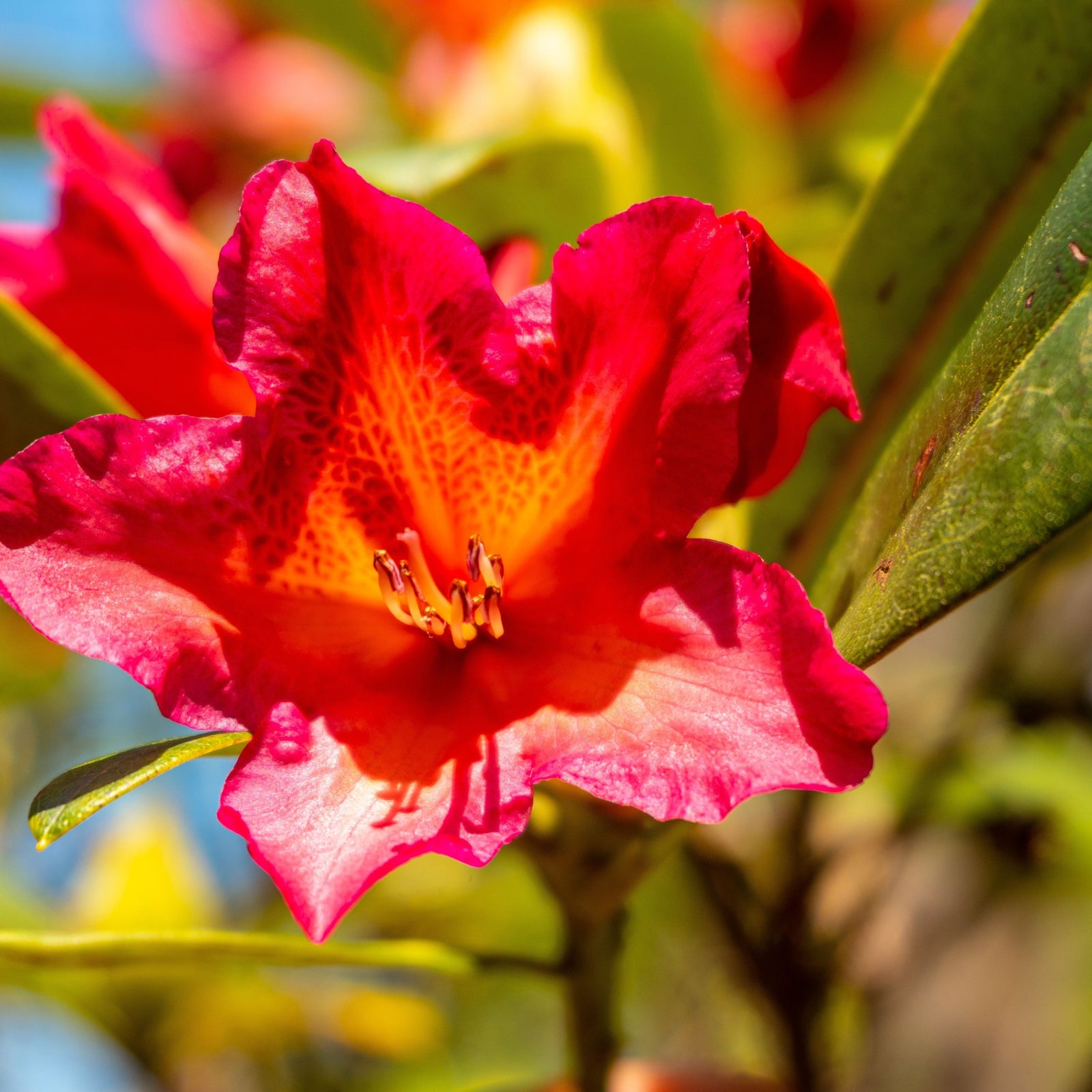 A close-up of Rhododendron 'Golden Gate' 5L in sunlight, displaying vivid orange-pink blooms and glossy green leaves, with a blurred background that highlights the elegance of this evergreen shrub.
