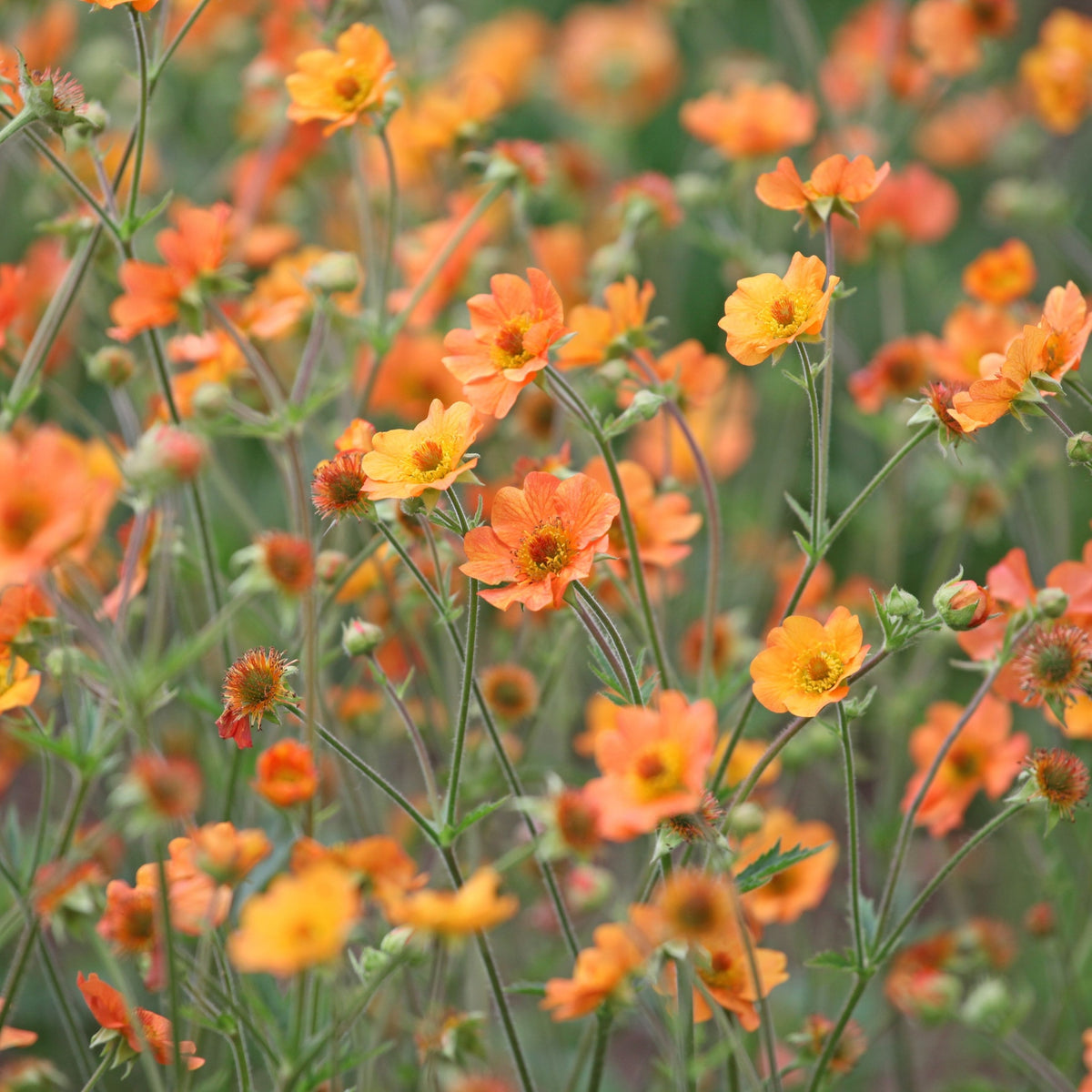 A field of vibrant orange and yellow wildflowers, featuring the pollinator-friendly Geum &#39;Totally Tangerine&#39; 2L with delicate petals and thin green stems, softly blurred in the background for a natural, dreamy effect.