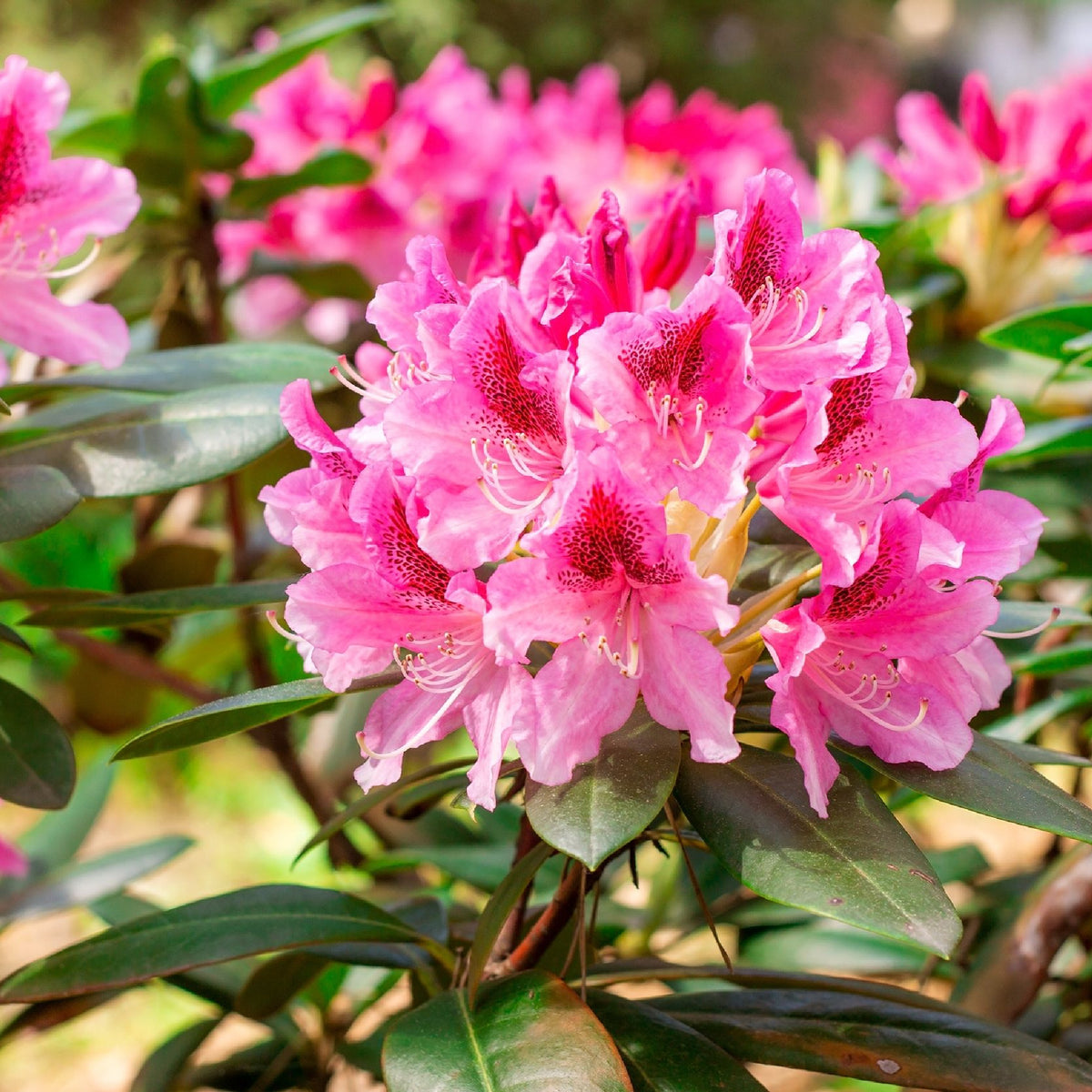 A close-up of vibrant light pink Rhododendron &#39;Cosmopolitan&#39; 3L flowers in full bloom, set against green foliage and more pink blooms in the blurred background, highlighting the beauty of a spring garden.