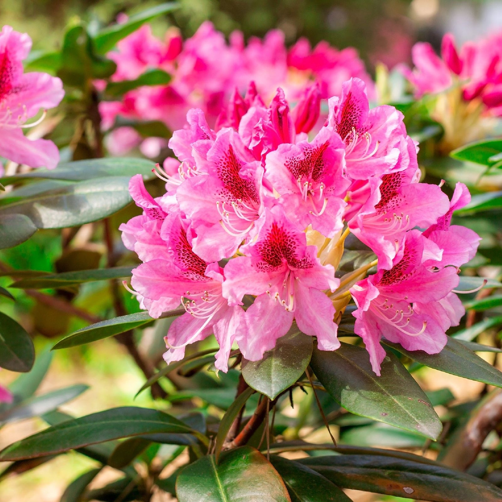 A close-up of vibrant light pink Rhododendron 'Cosmopolitan' 3L flowers in full bloom, set against green foliage and more pink blooms in the blurred background, highlighting the beauty of a spring garden.