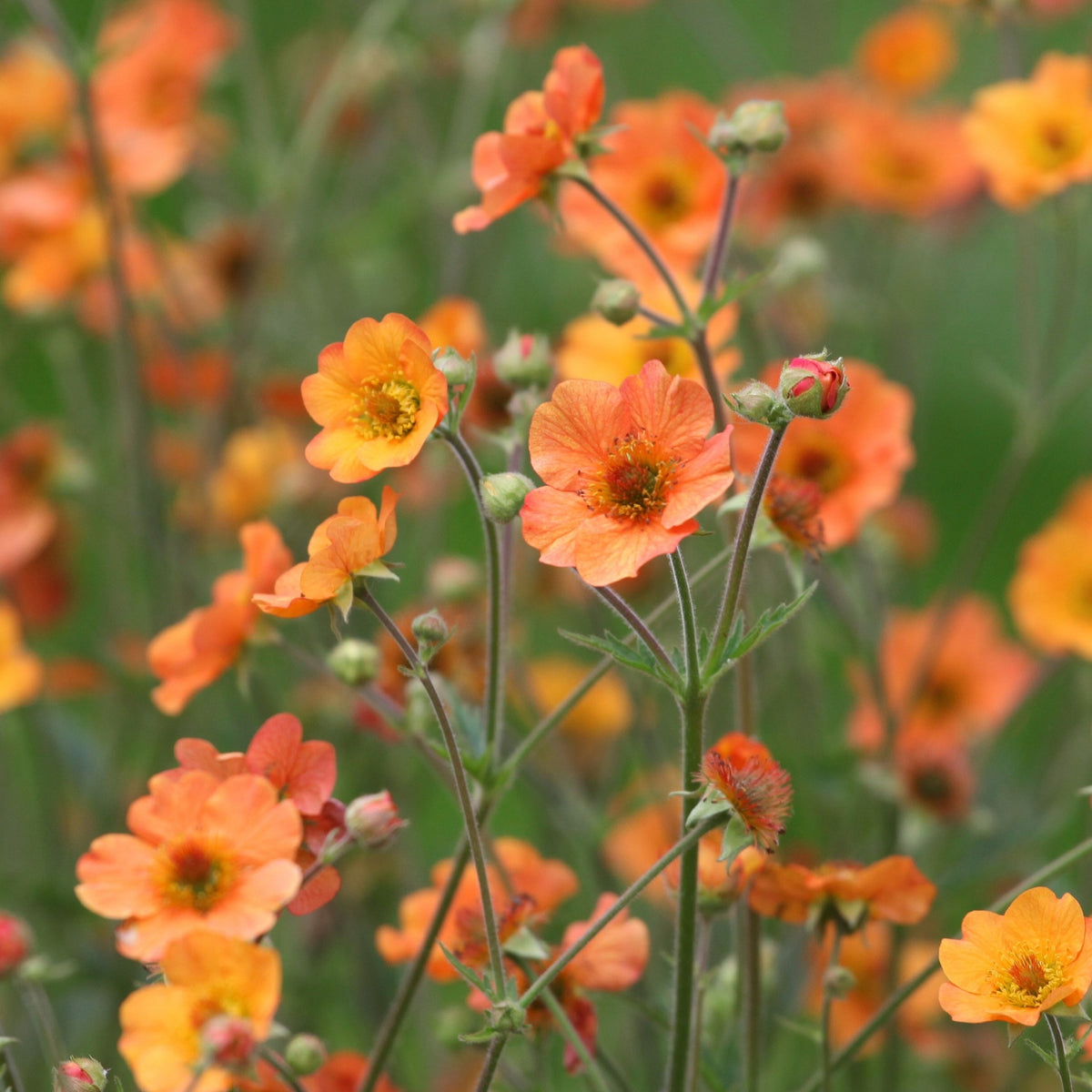 Clusters of vibrant orange Geum &#39;Totally Tangerine&#39; 2L flowers with delicate petals and green stems grow closely together against a soft green background. This long-flowering perennial is pollinator-friendly.