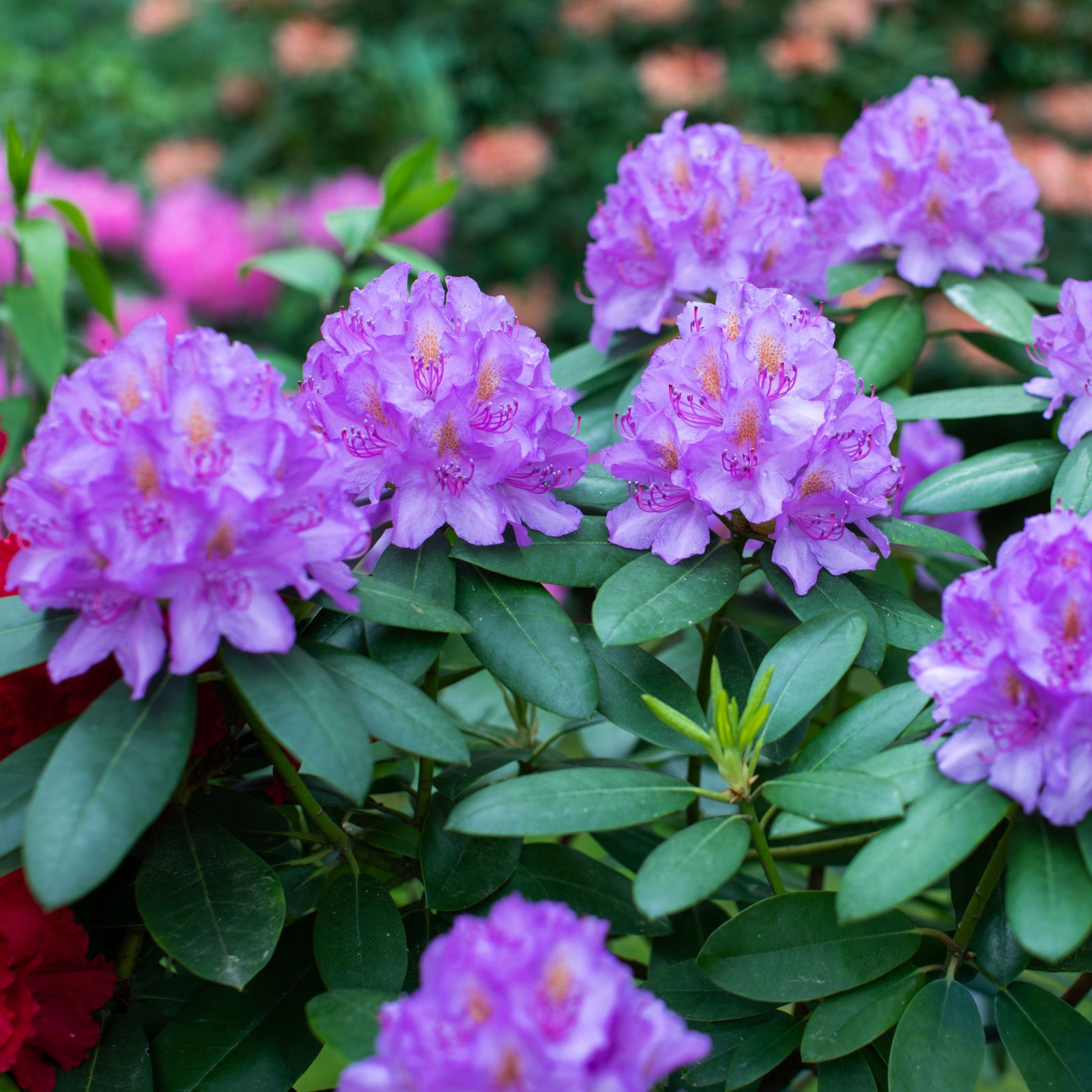 Rhododendron 'Catawbiense Grandiflorum' 3L dazzles with clusters of vibrant purple blooms and lush dark green leaves, thriving in acidic soil, making it a stunning evergreen shrub for your garden.