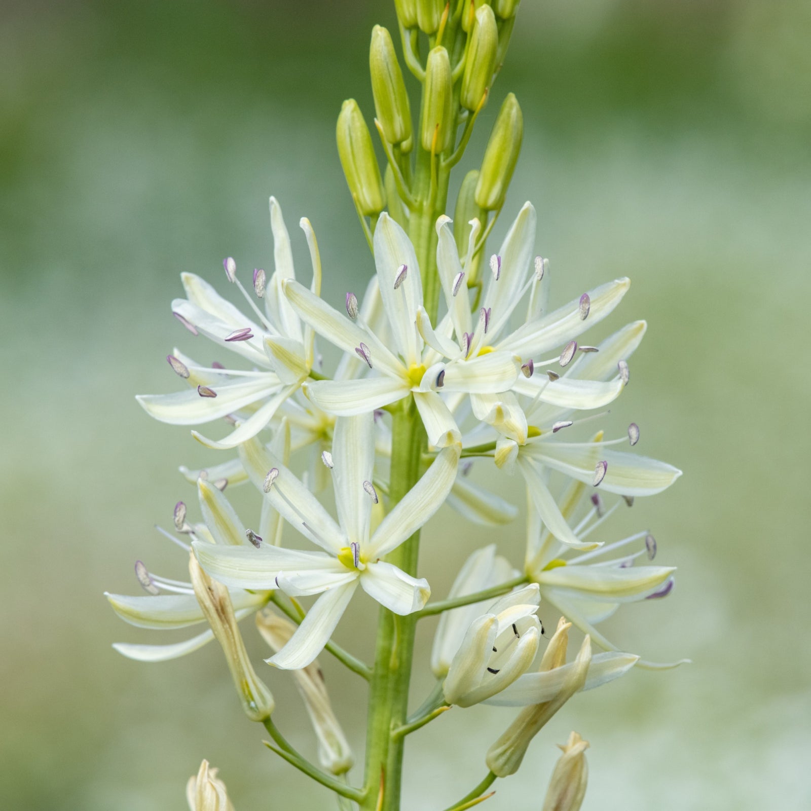 A cluster of creamy-white, star-shaped flowers and pale yellow buds of Camassia leichtlinii Alba 9cm Pot rises on tall green stems, blooming amid lush foliage in the garden.