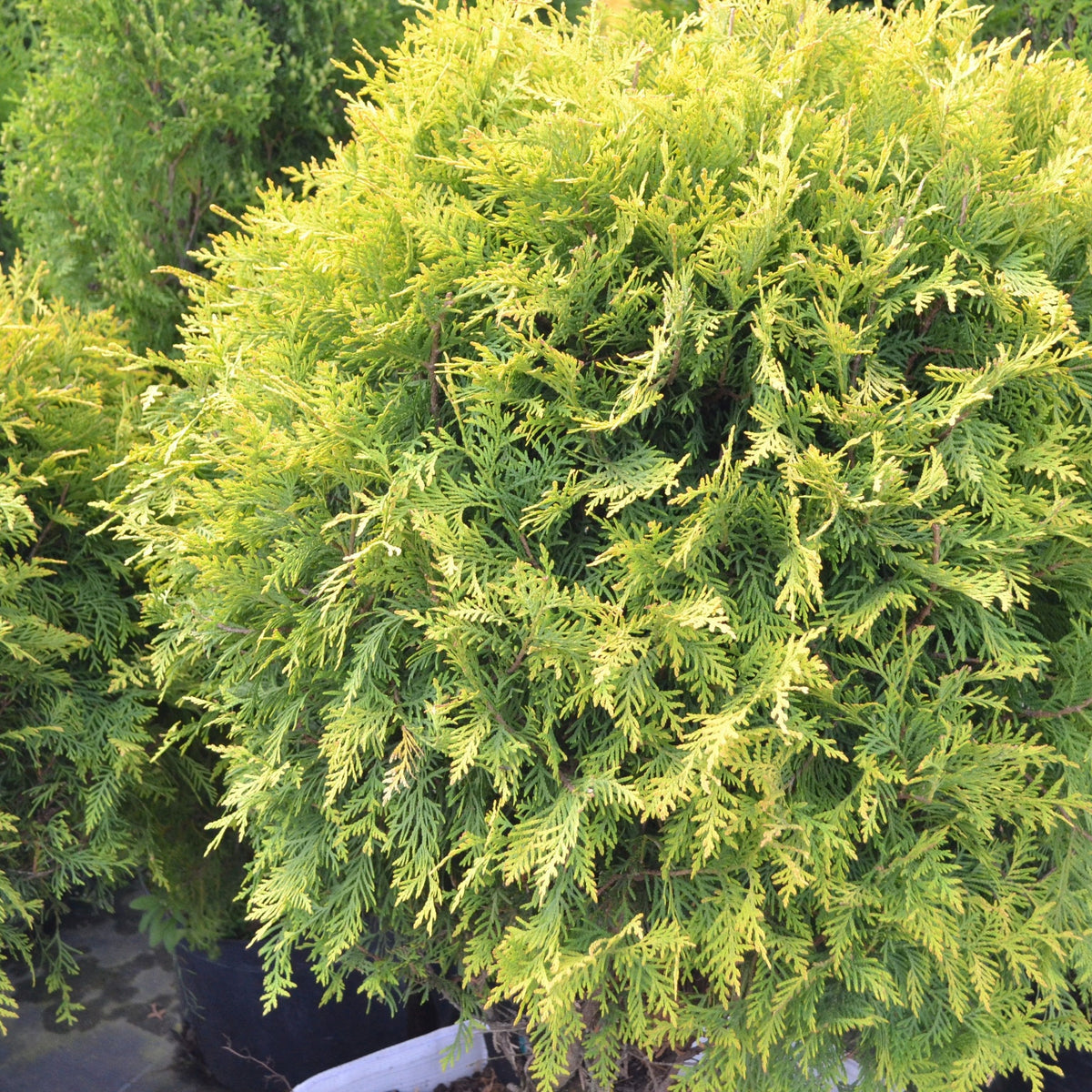 Thuja occidentalis &#39;Golden Globe&#39; 9cm / 2L