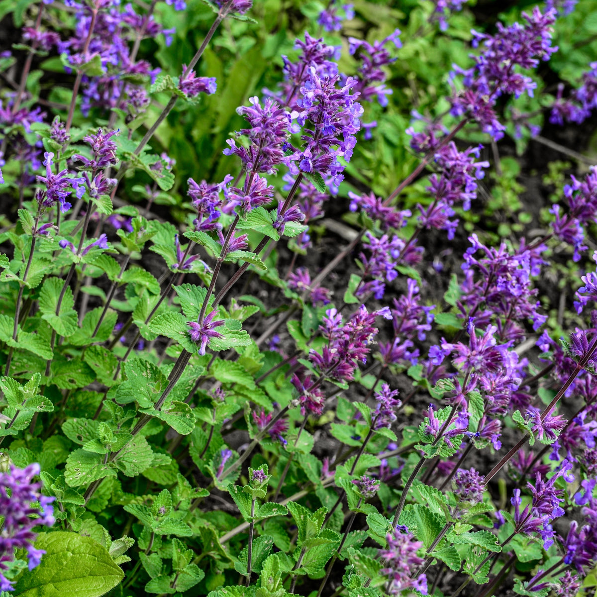 Nepeta ‘Cat’s Pyjamas’ 9cm / 2L