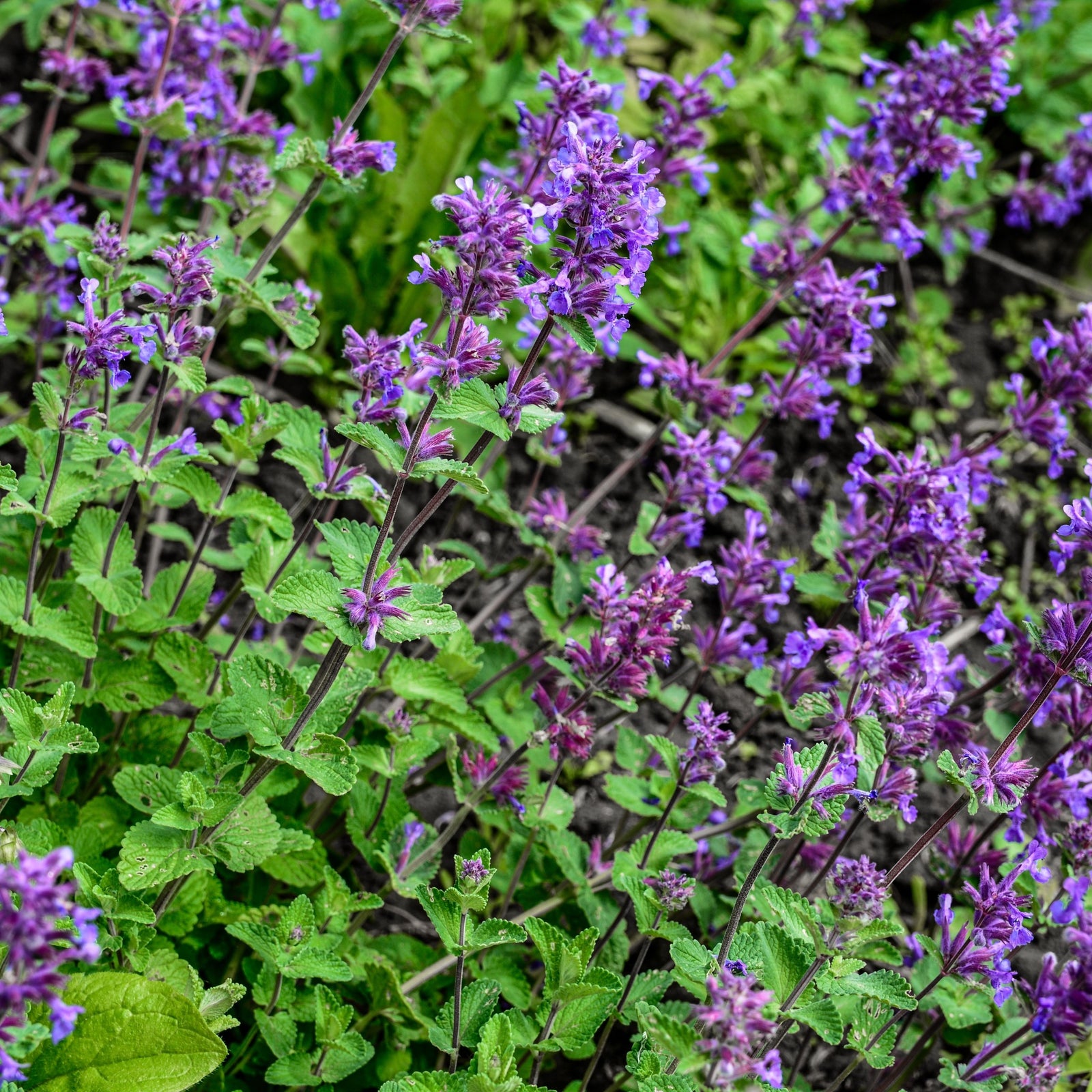 Nepeta ‘Cat’s Pyjamas’ 9cm / 2L