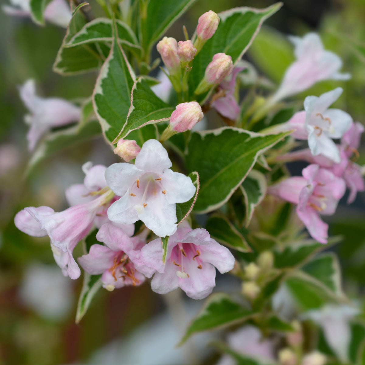 Close-up of Weigela &#39;Nana Variegata&#39; 2L: delicate pink, five-petaled flowers with yellow centers bloom in clusters among striking green leaves edged in white on this deciduous shrub.