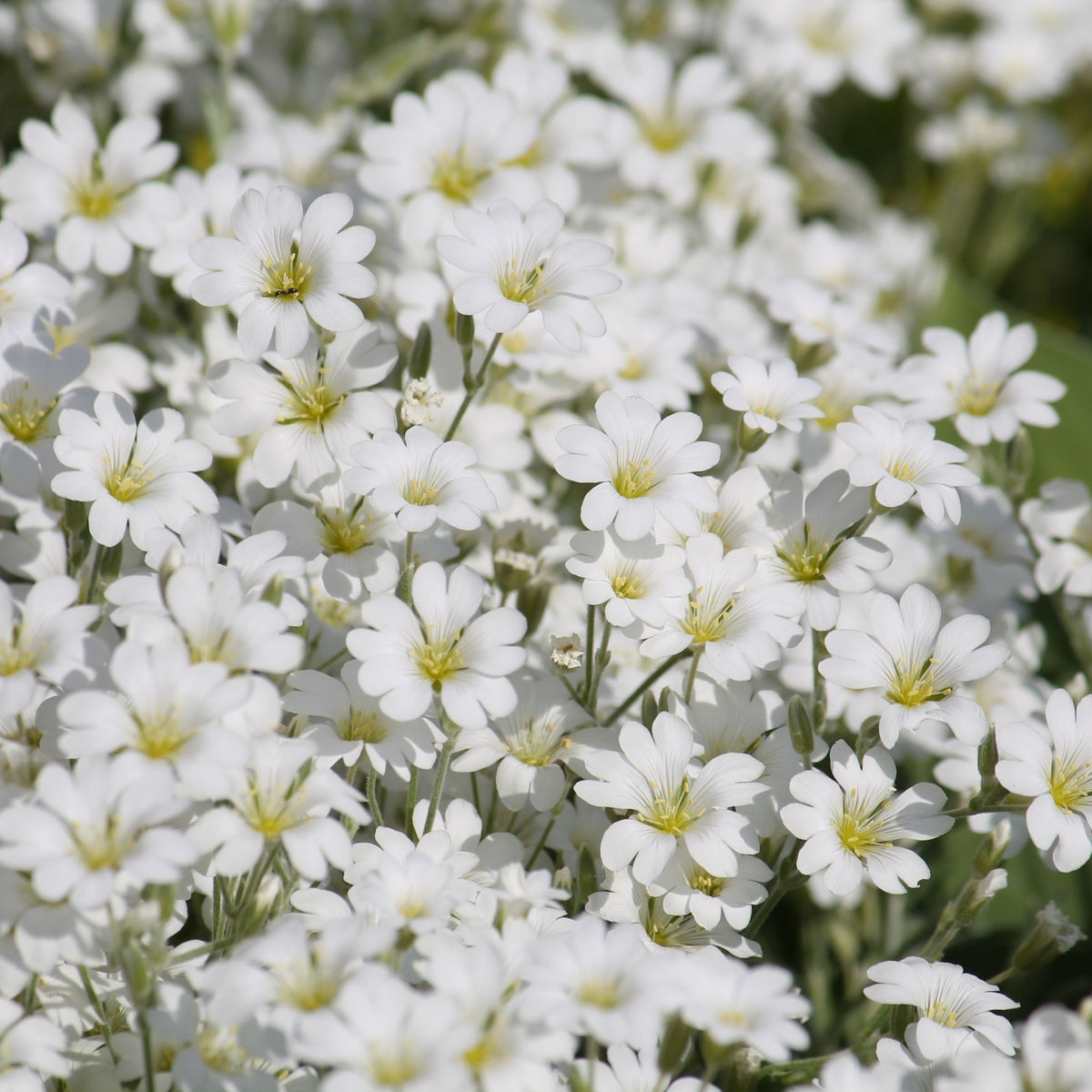 CERASTIUM tomentosum 9cm