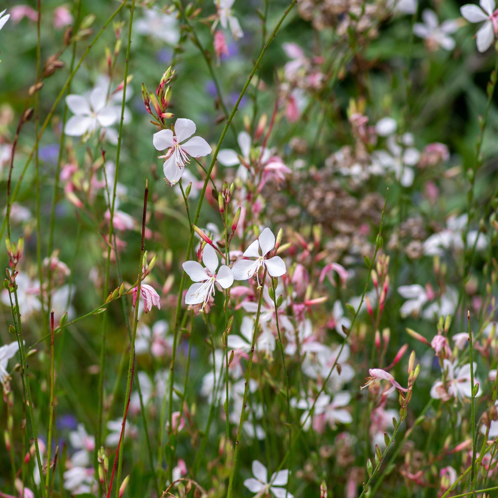 Gaura lindheimeri 'Whirling Butterflies' (Young Perennial) PRE ORDER SPRING '26