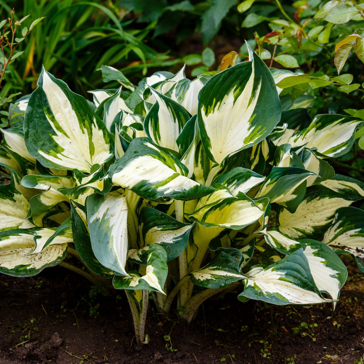 Hosta &#39;Fire and Ice&#39; 9cm is a striking perennial shade plant with large, pointed leaves featuring bold green edges and creamy white centers, perfect for adding contrast to garden beds with rich soil and lush greenery.