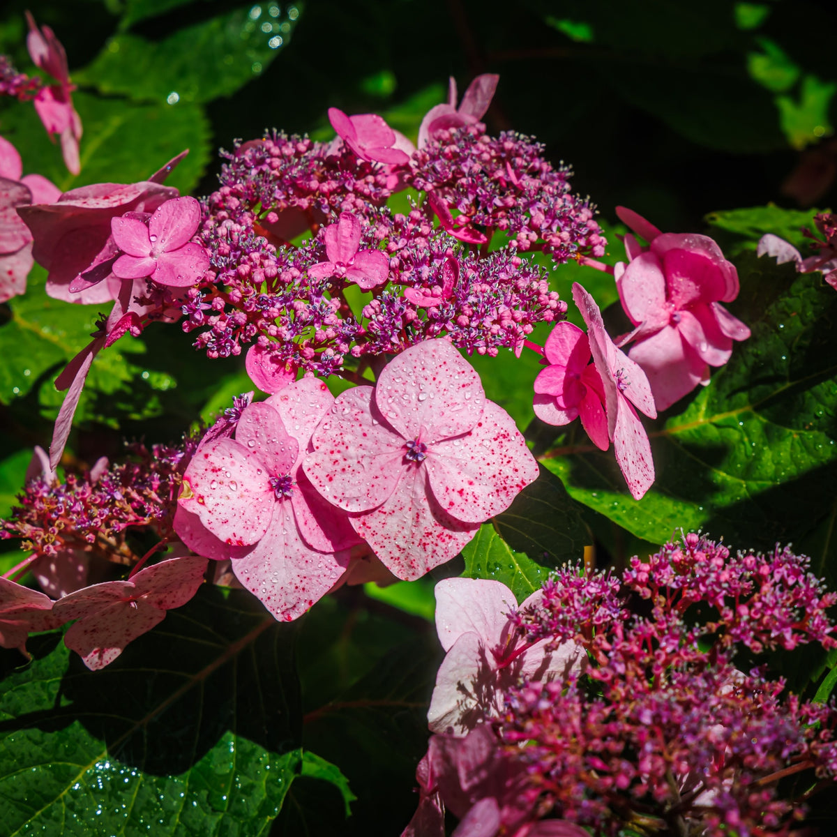Hydrangea &#39;French Bolero&#39; Pink 3L