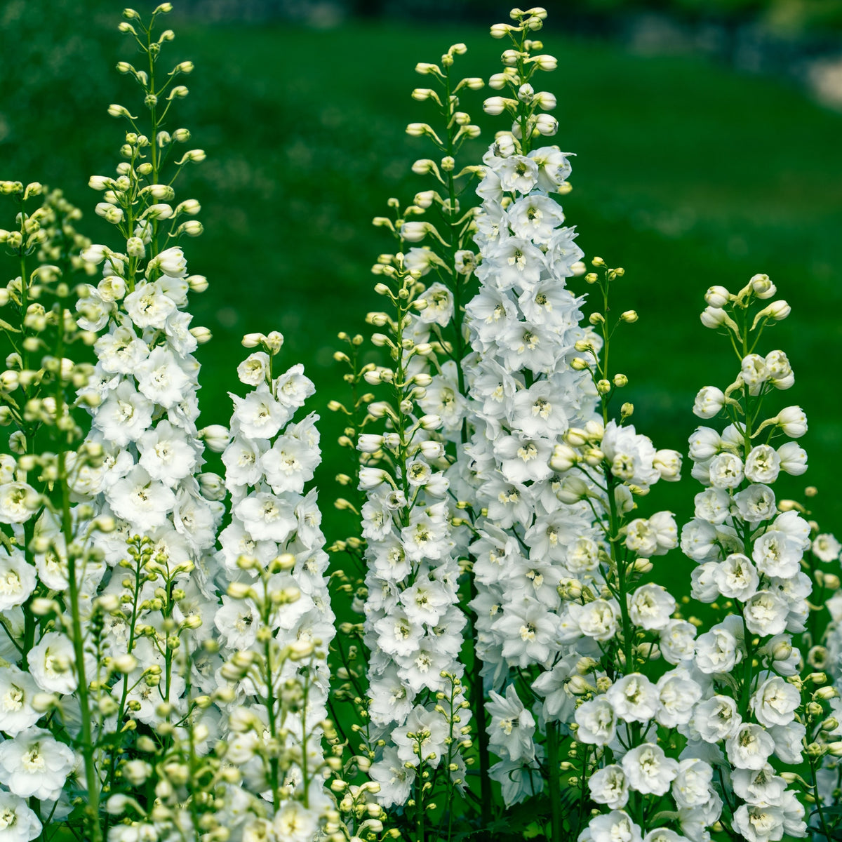 Delphinium Galahad 9cm