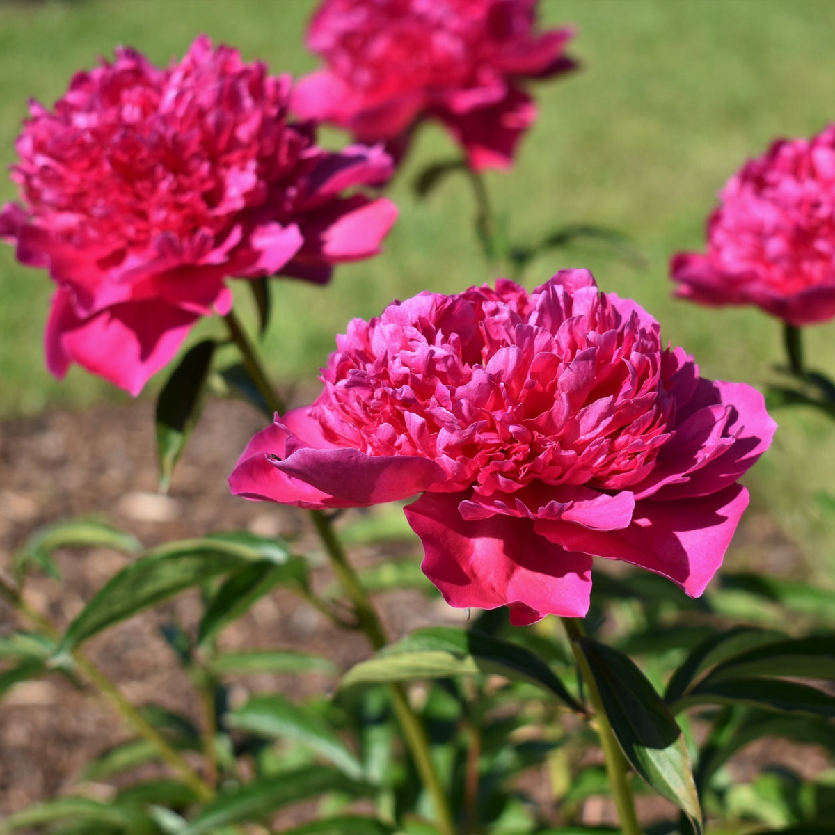 Peony ‘Felix Crousse’ 1L is a fragrant pink-flowering herbaceous perennial that adds vibrant color and beauty to any garden.