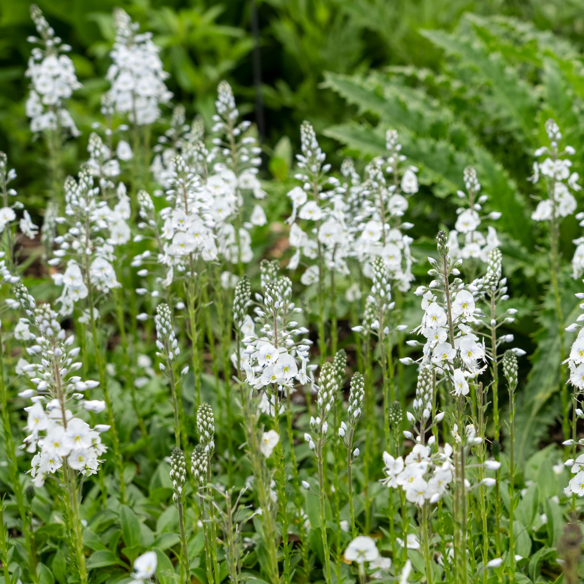 Veronica &#39;Tissington White&#39; 2L features tall, slender stems with small white flowers and green buds, flourishing as a herbaceous perennial with dense green foliage, perfect for adding elegance to any lush garden.