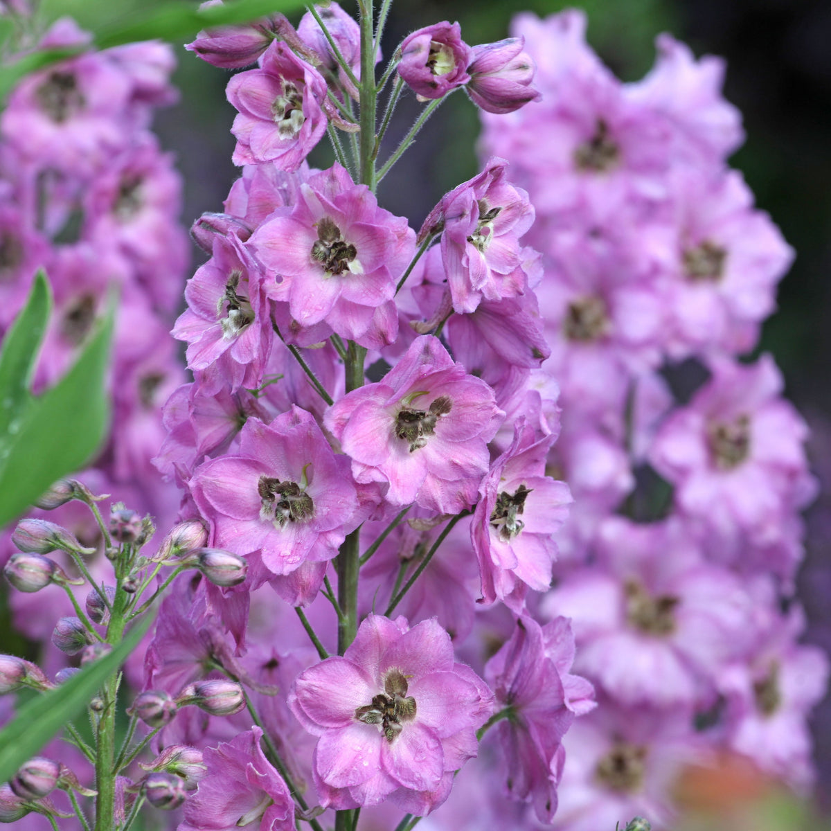 Delphinium Excalibur &#39;Lilac Rose/White Bee&#39; 9cm/1.5L