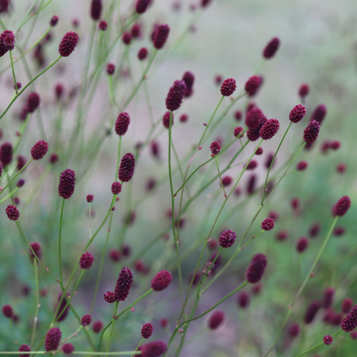 Sanguisorba Plum Drops 2L