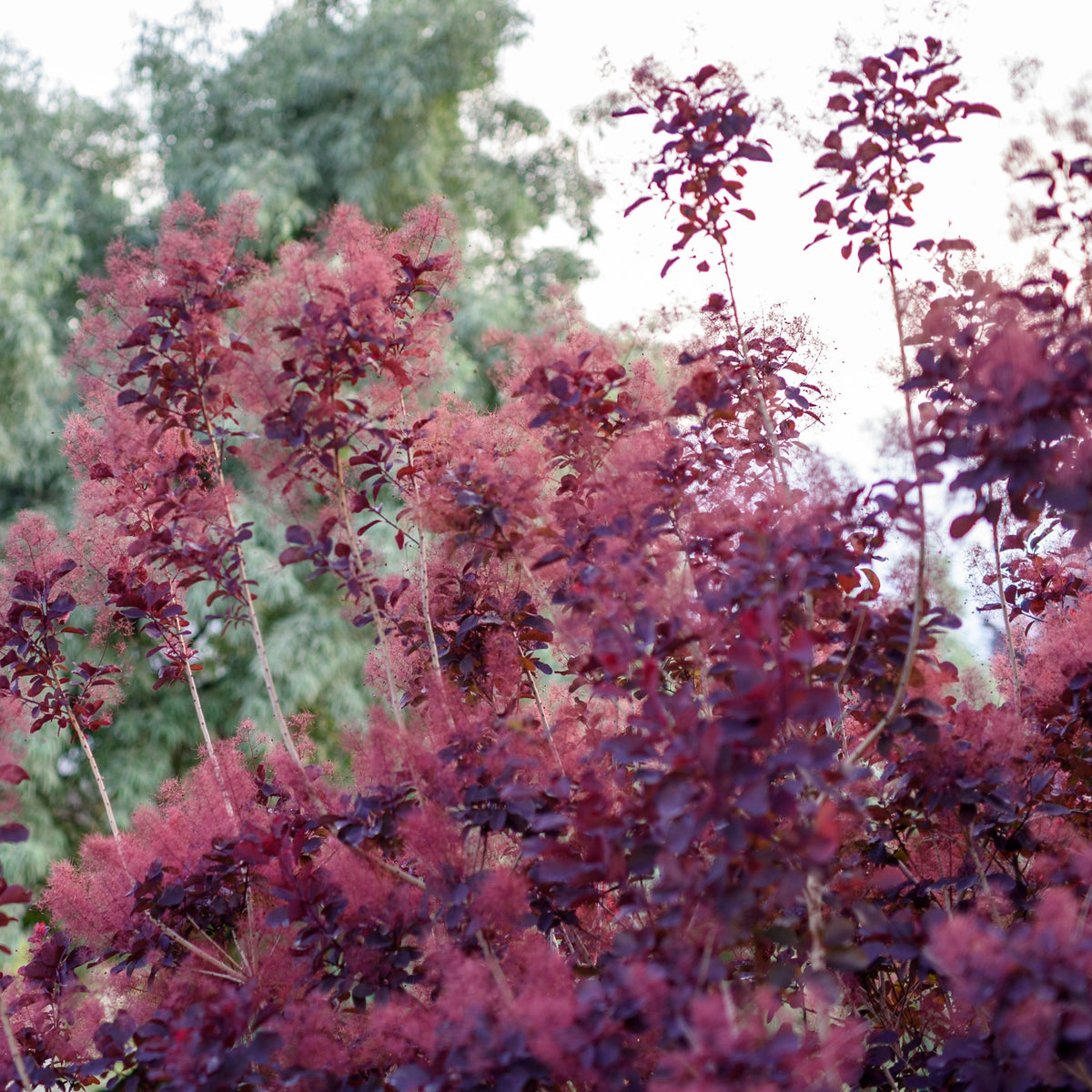 Cotinus cog. &#39;Royal Purple&#39; 9cm/2L