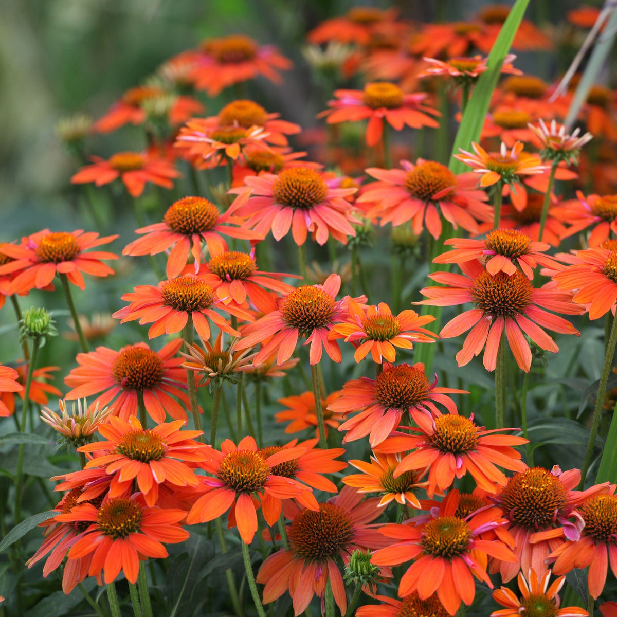 Echinacea purpurea Prairie Blaze Orange Sunset in a 9cm pot displays vibrant orange blooms with brown centers, bringing lasting color and life to late-summer gardens as a hardy perennial among lush green foliage.