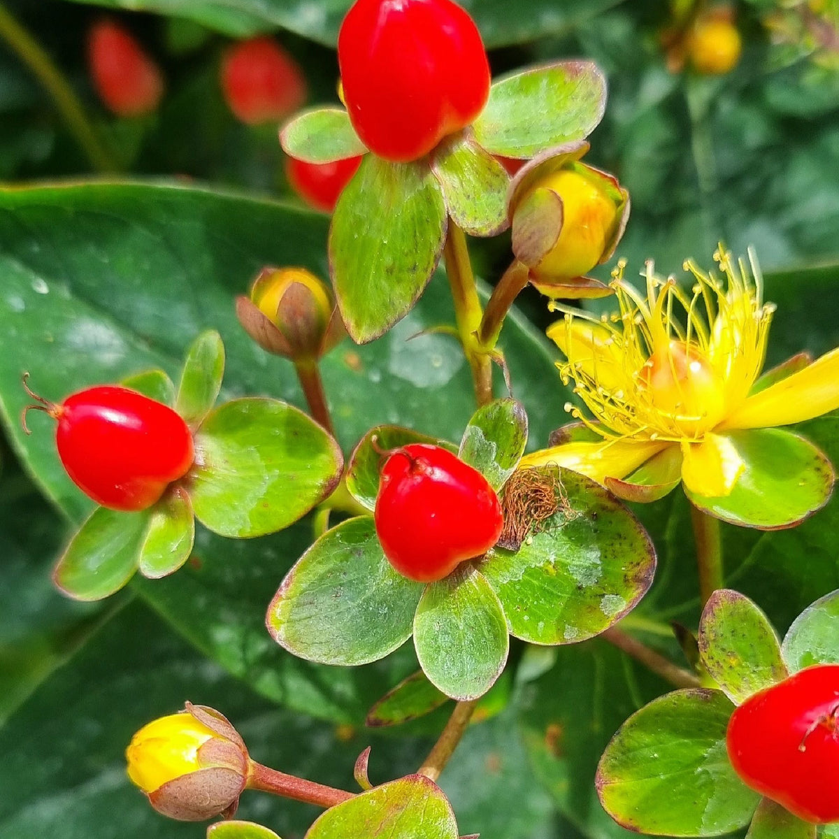 Hypericum &#39;Red Berry&#39; 2L
