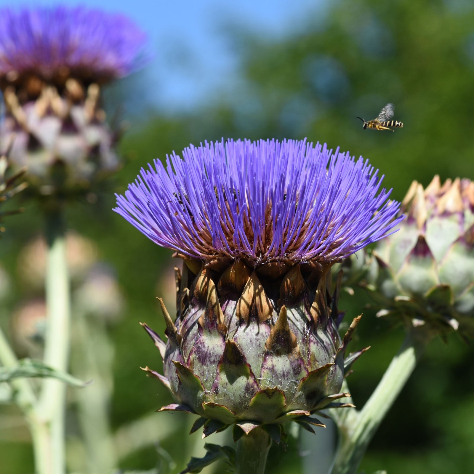 Cynara scolymus 9cm Pot