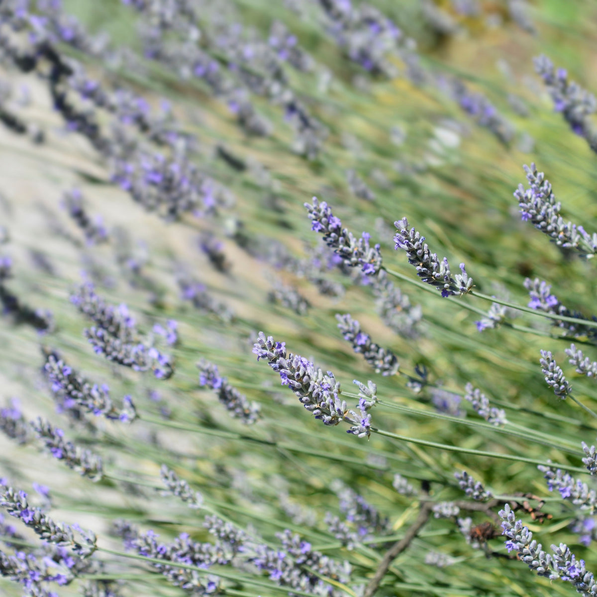 Lavender angustifolia &#39;Platinium Blonde&#39; 9cm