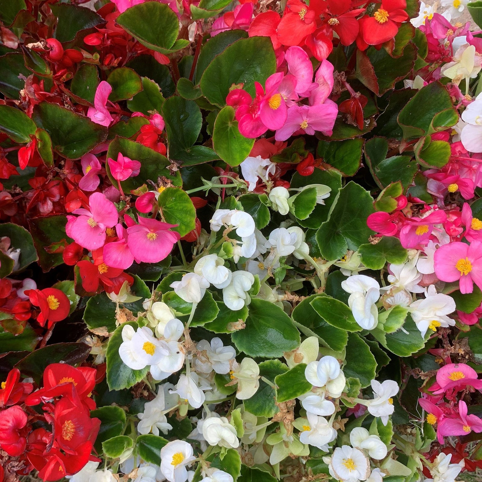 Begonia semperflorens (Tray of 20 Plants) offers a vibrant mix of red, pink, and white blooms with lush green leaves, ideal for creating dense, colourful garden displays and brightening up any outdoor space.