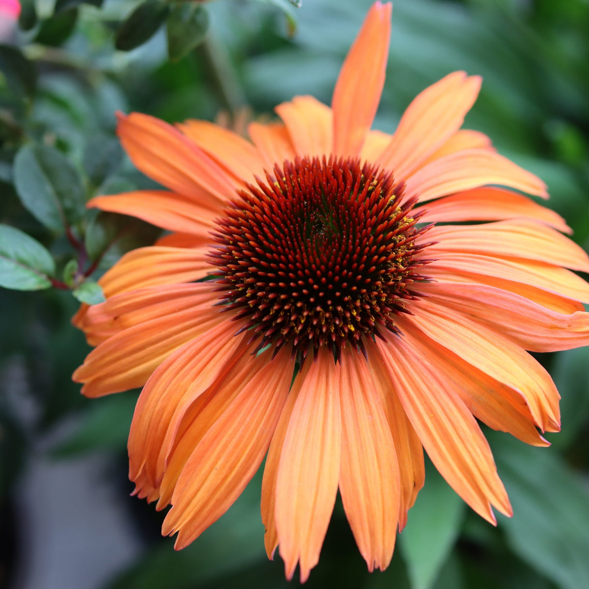 A close-up of the hardy perennial Echinacea purpurea Prairie Blaze Orange Sunset in a 9cm pot, highlighting its dark, spiky center and lush green leaves—an eye-catching choice for vibrant late-summer garden displays.