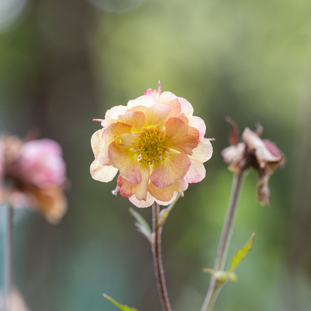 A close-up of Geum pretticoats peach 3L reveals its delicate, drought-tolerant perennial blooms with layered peach and pink petals and yellow stamens, set against a softly blurred green background.