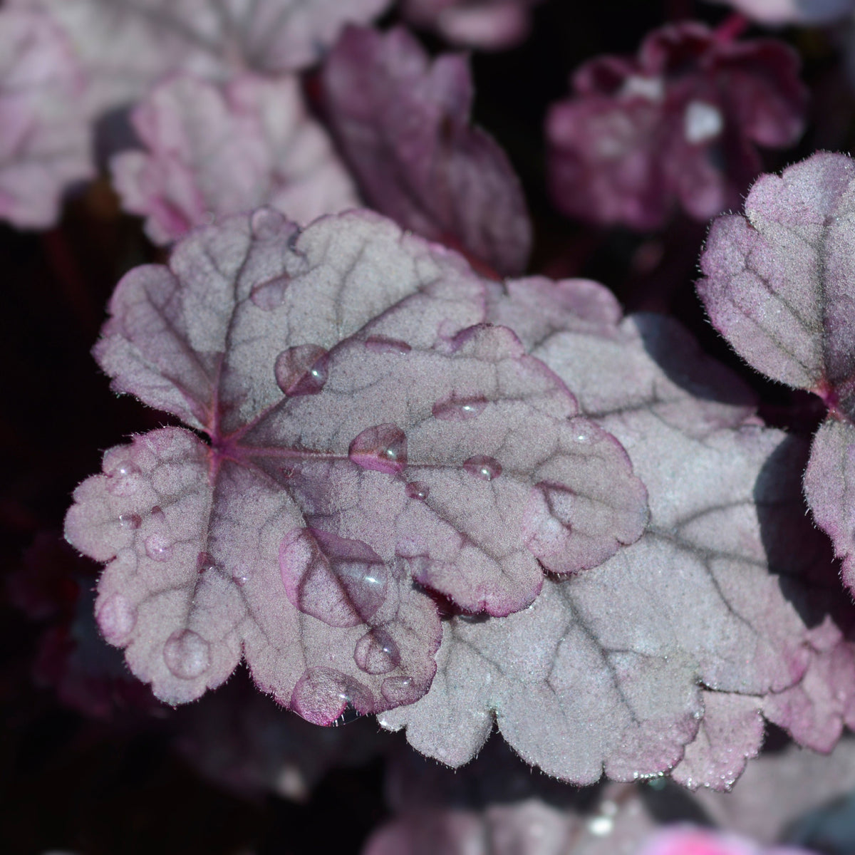 Heuchera &#39;Pink Panther&#39; 2L