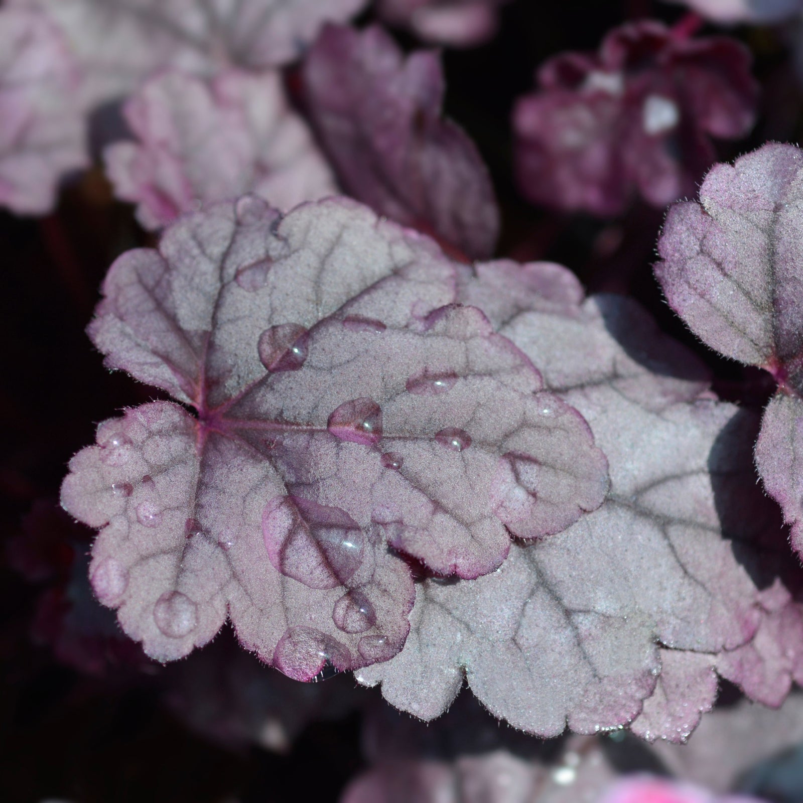 Heuchera 'Pink Panther' 2L