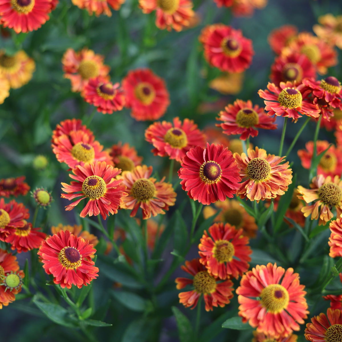Helenium autumnale &#39;HayDay Red Bicolor&#39; 9cm
