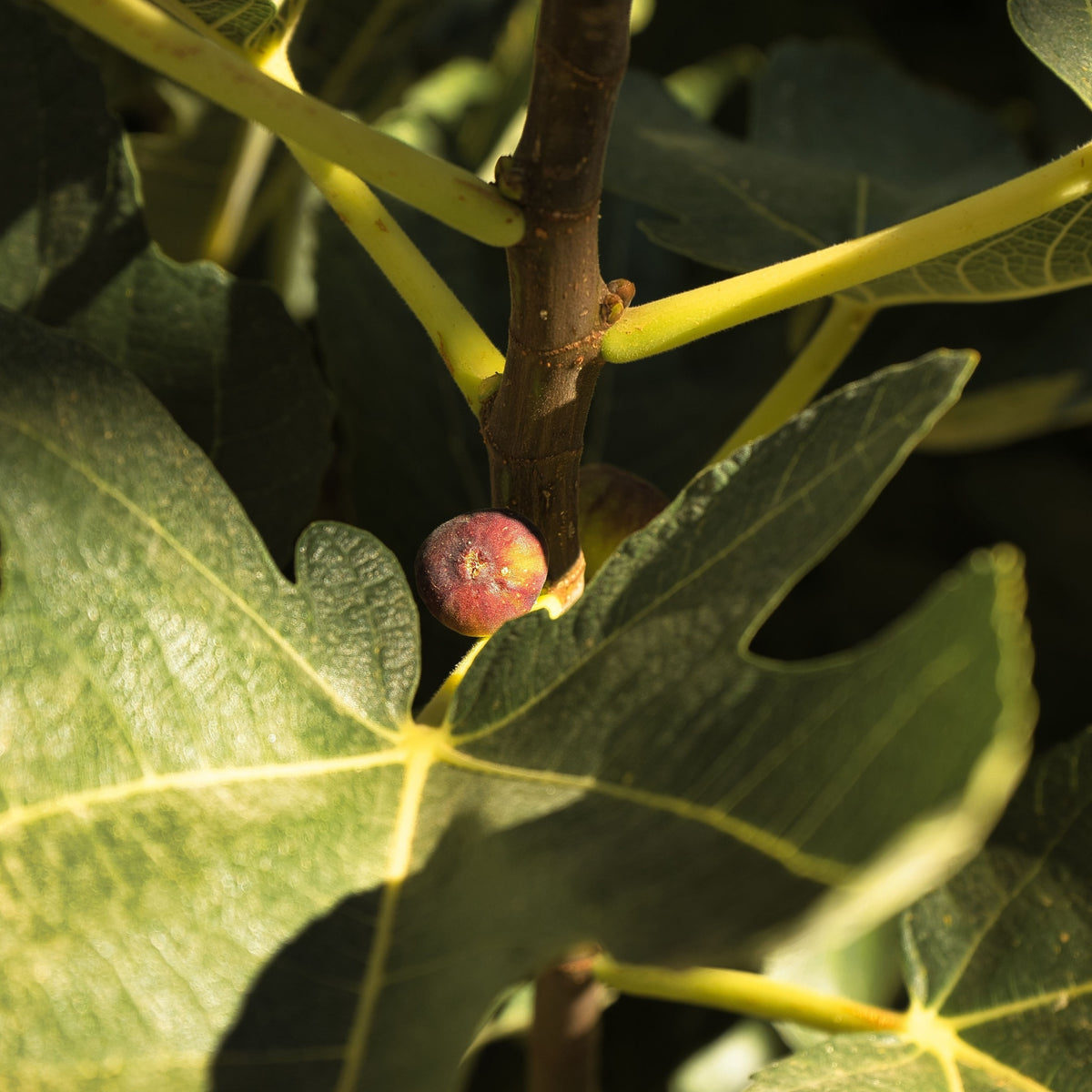 A small, unripe fig grows on a brown stem of the Ficus carica &#39;Little Miss Figgy&#39; 2L, a compact fig tree, with large green leaves bathed in sunlight.