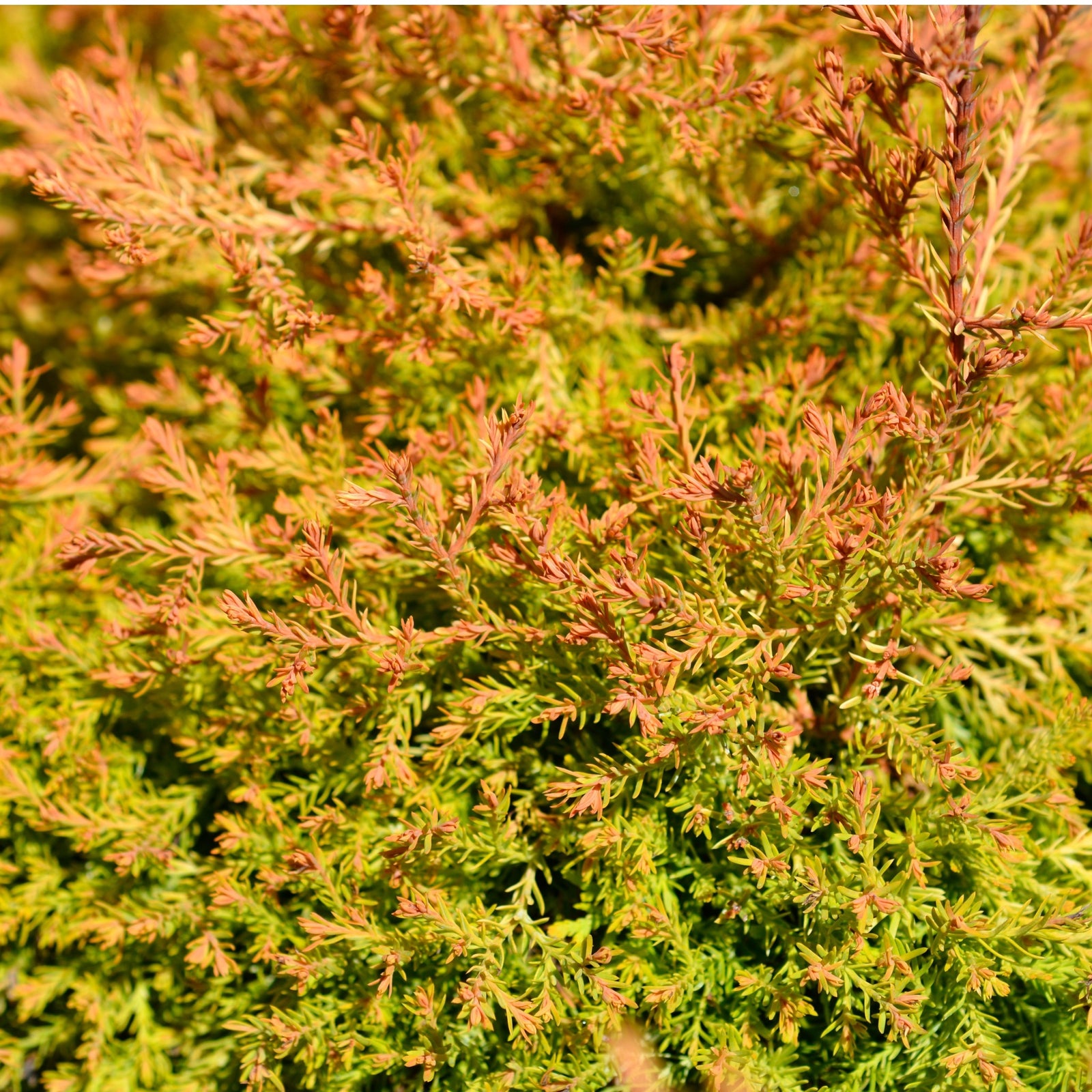 A Thuja occidentalis 'Fire Chief' 9cm potted dwarf evergreen shrub with dense, feathery orange and green foliage, displayed against a plain white background.