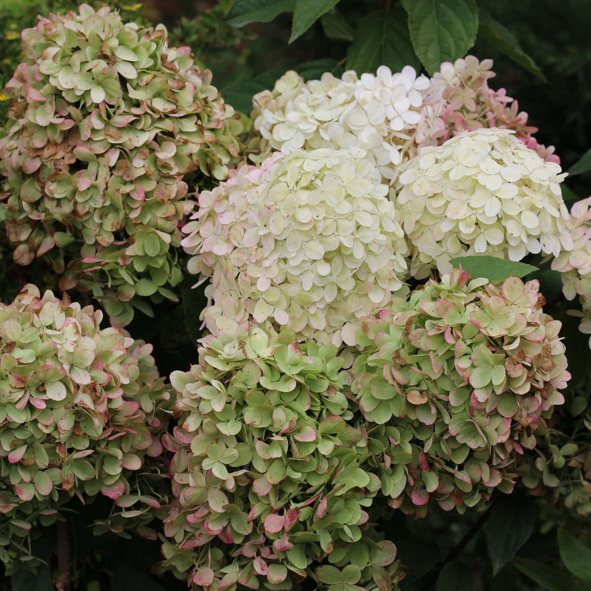 Hydrangea paniculata &#39;Diamantino&#39; 10L features dense clusters of pale green, white, and light pink flowers with green leaves. This easy-to-grow shrub blooms fully, showcasing delicate color gradients in a 10L Growers Pot.
