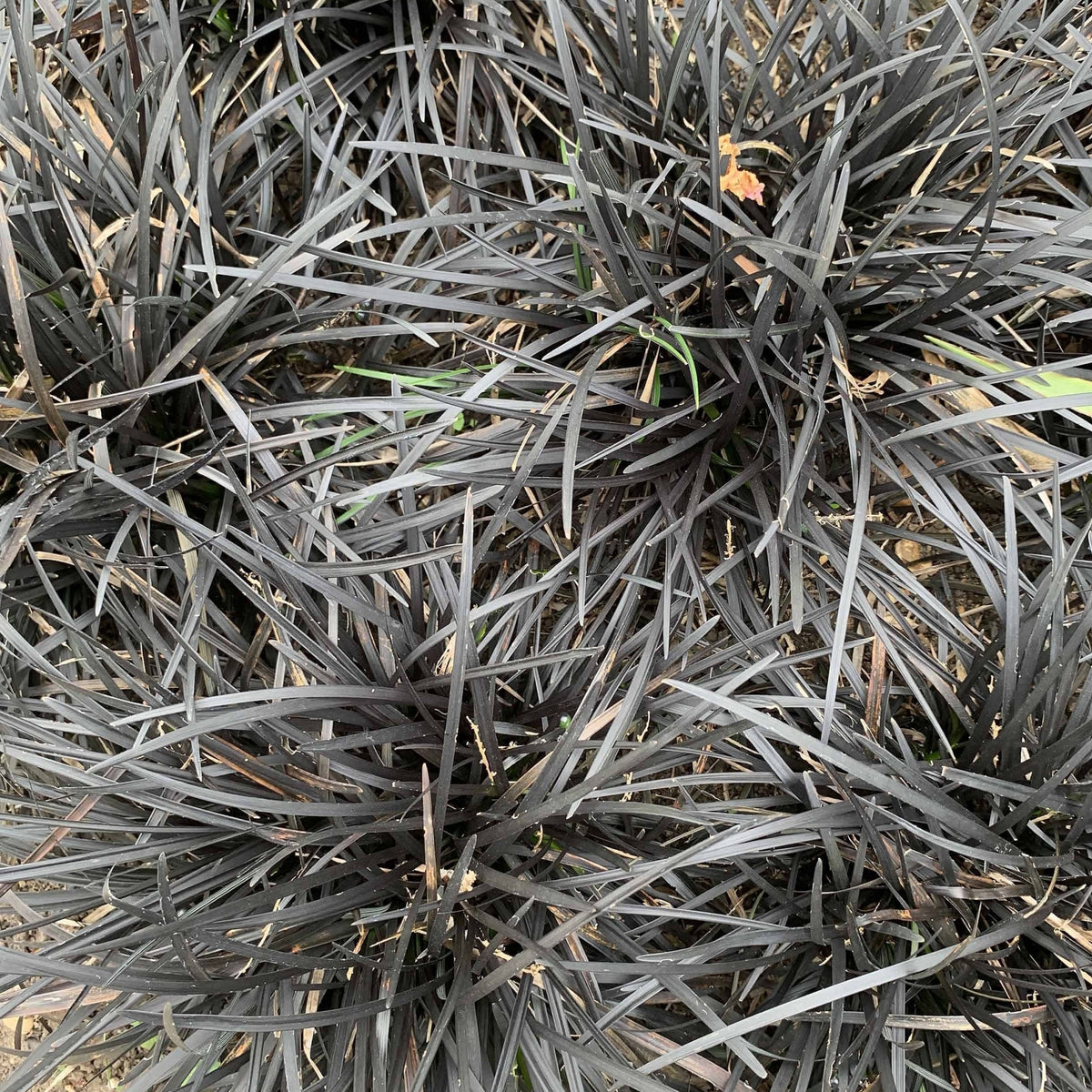 Close-up of dense, spiky, dark purple-black foliage of Ophiopogon planiscapus Nigrenscens &#39;Black Mondo Grass&#39; 2L forming clusters, with some green blades and small debris among this striking ornamental grass.