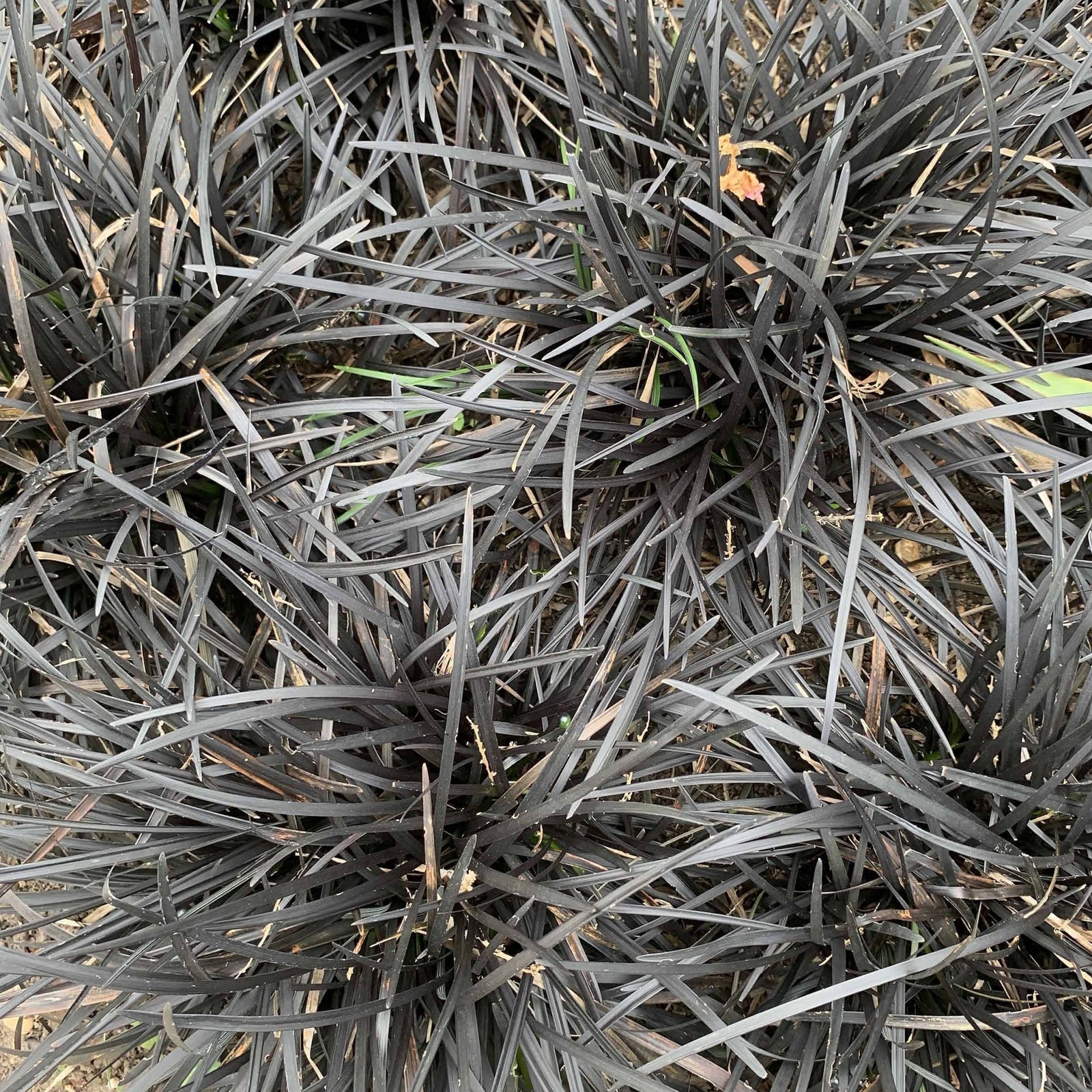 Close-up of Ophiopogon planiscapus Nigrenscens 'Black Mondo Grass' 2L, showing its dense, glossy, dark grass-like leaves. Long, arching blades create a striking, textured ground cover against a subtly blurred background.