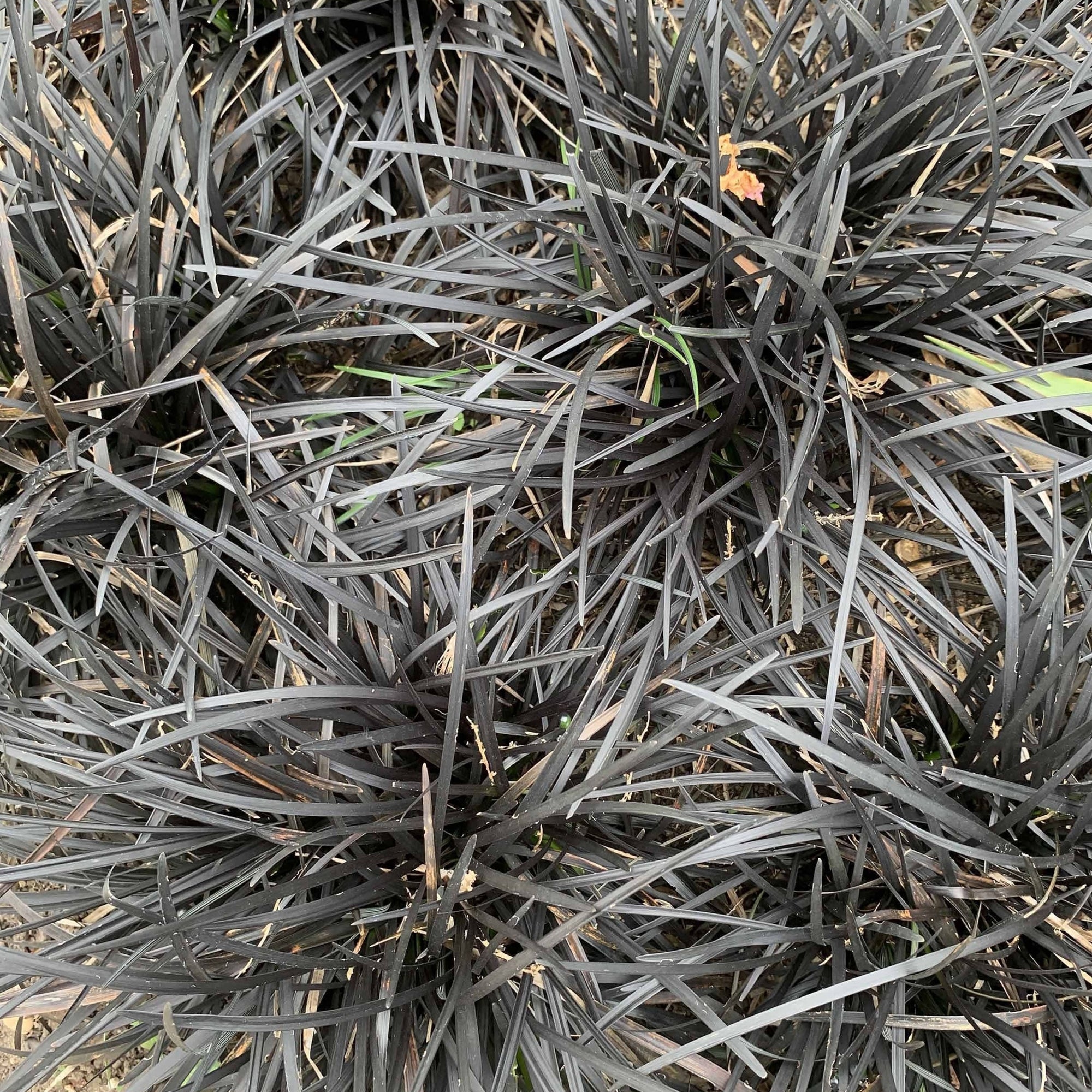 Ophiopogon planiscapus Nigrenscens 'Black Mondo Grass' 2L