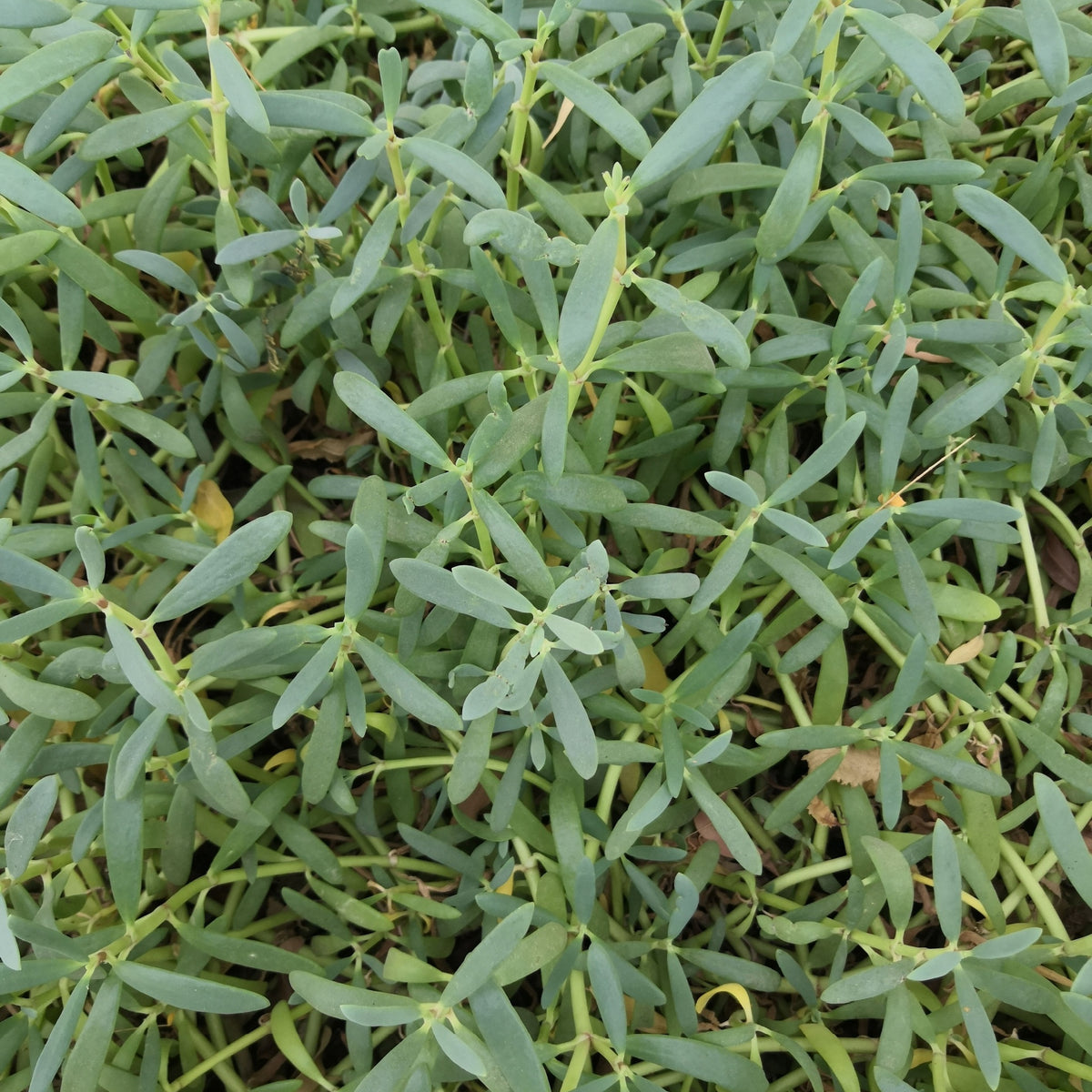 Hypericum kalmianum &#39;Blue Velvet&#39; 3.5L