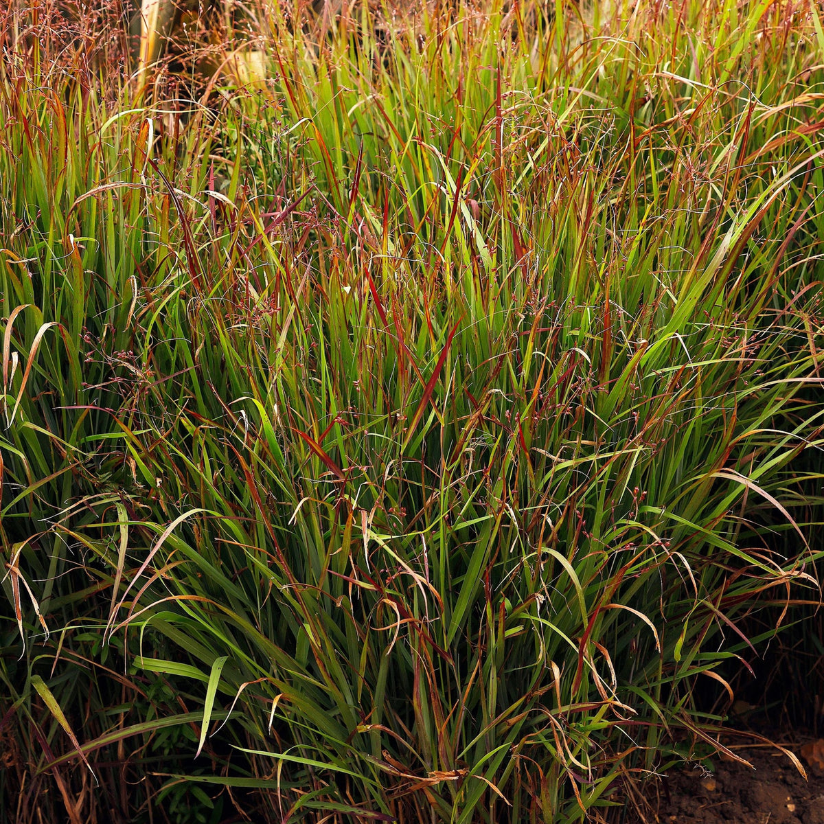 Panicum virgatum &#39;Shenandoah&#39; 9cm forms dense clumps of tall ornamental grass with long, narrow green blades that develop burgundy, red, and purple tints, ideal for outdoor planting.