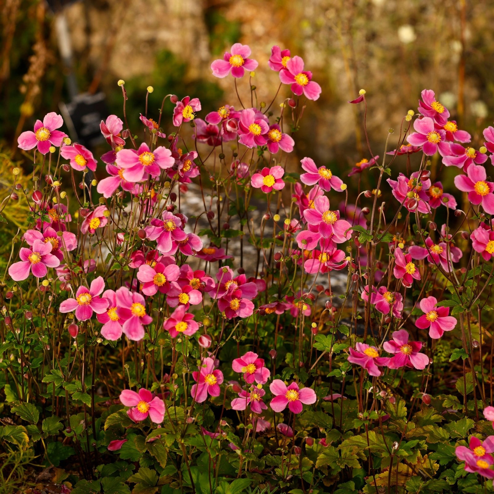 Anemone hupehensis 'Alando Rose' 4L features clusters of vibrant pink blooms with yellow centers, set against green foliage—stunning late-summer flowers perfect for brightening garden spaces.