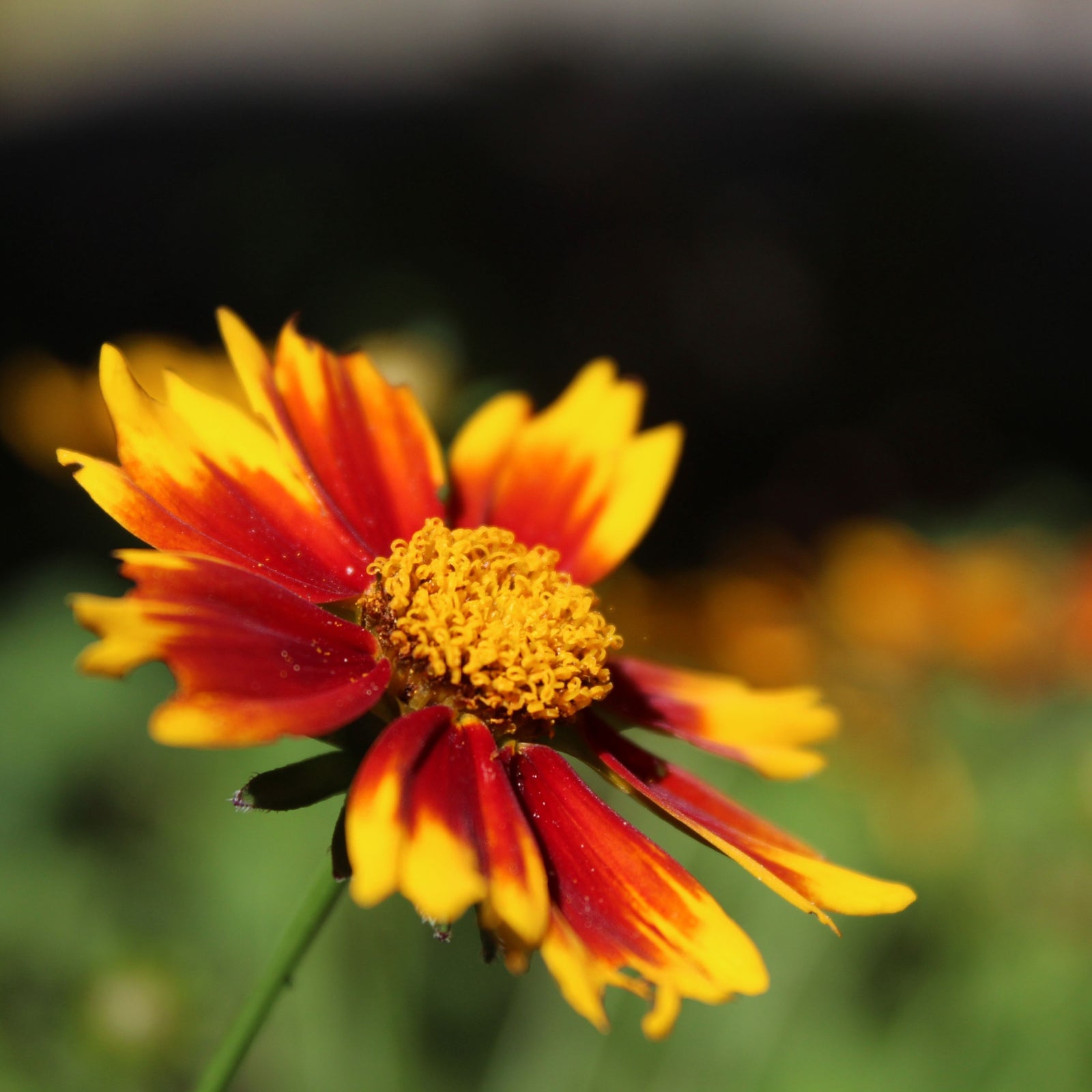 A close-up of Coreopsis - Uptick Red 3L, a perennial with striking yellow and deep red petals around a yellow center, set against a blurred green backdrop—ideal for creating a pollinator-friendly garden.