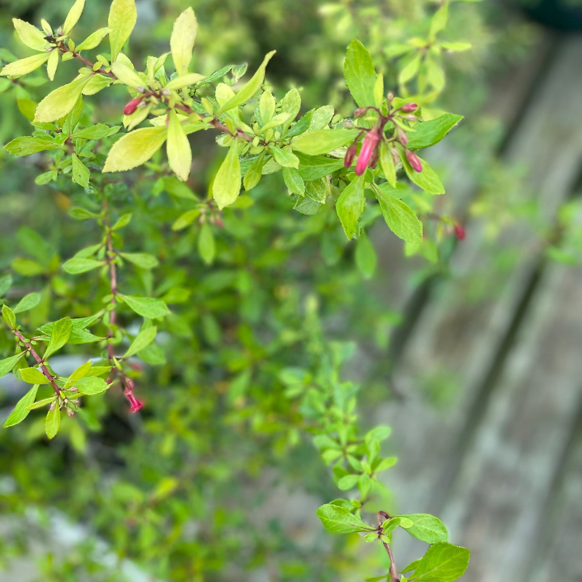 Escallonia &#39;Golden Carpet&#39; 9cm